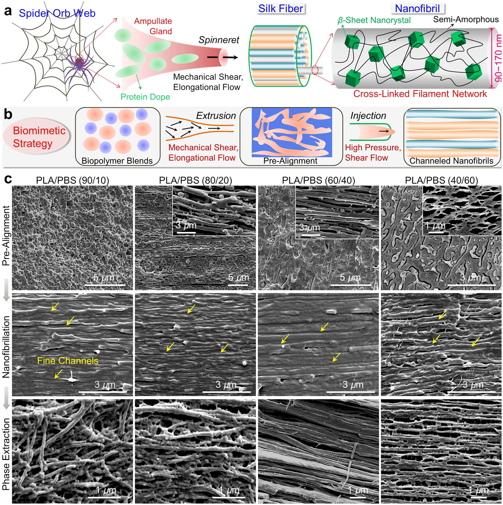 Biomimetic Nanofibrillation In Two Component Biopolymer Blends With Structural Analogs To Spider Silk Scientific Reports