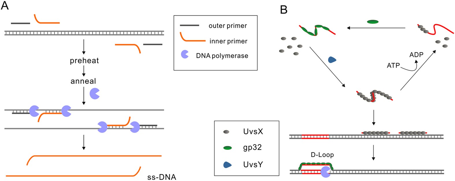 A General Solution For Opening Double Stranded Dna For Isothermal Amplification Scientific Reports A General Solution For Opening Double Stranded Dna For Isothermal Amplification Scientific Reports