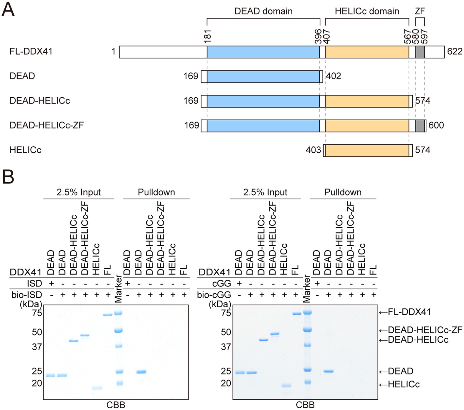 structural-and-functional-analysis-of-ddx41-a-bispecific-immune-receptor-for-dna-and-cyclic-dinucleotide-scientific-reports