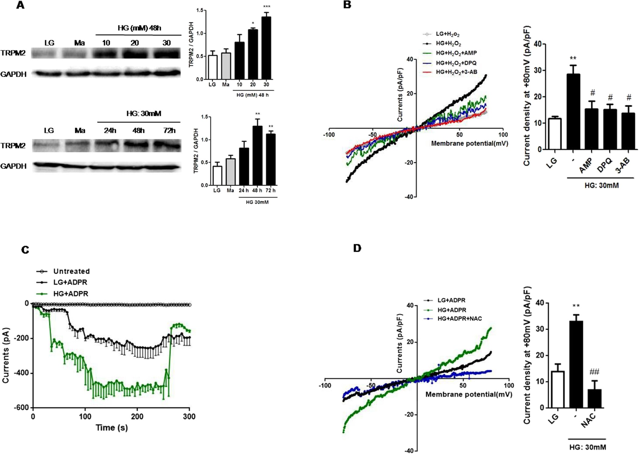 TRPM2 regulates TXNIP-mediated NLRP3 inflammasome activation via  interaction with p47 phox under high glucose in human monocytic cells |  Scientific Reports