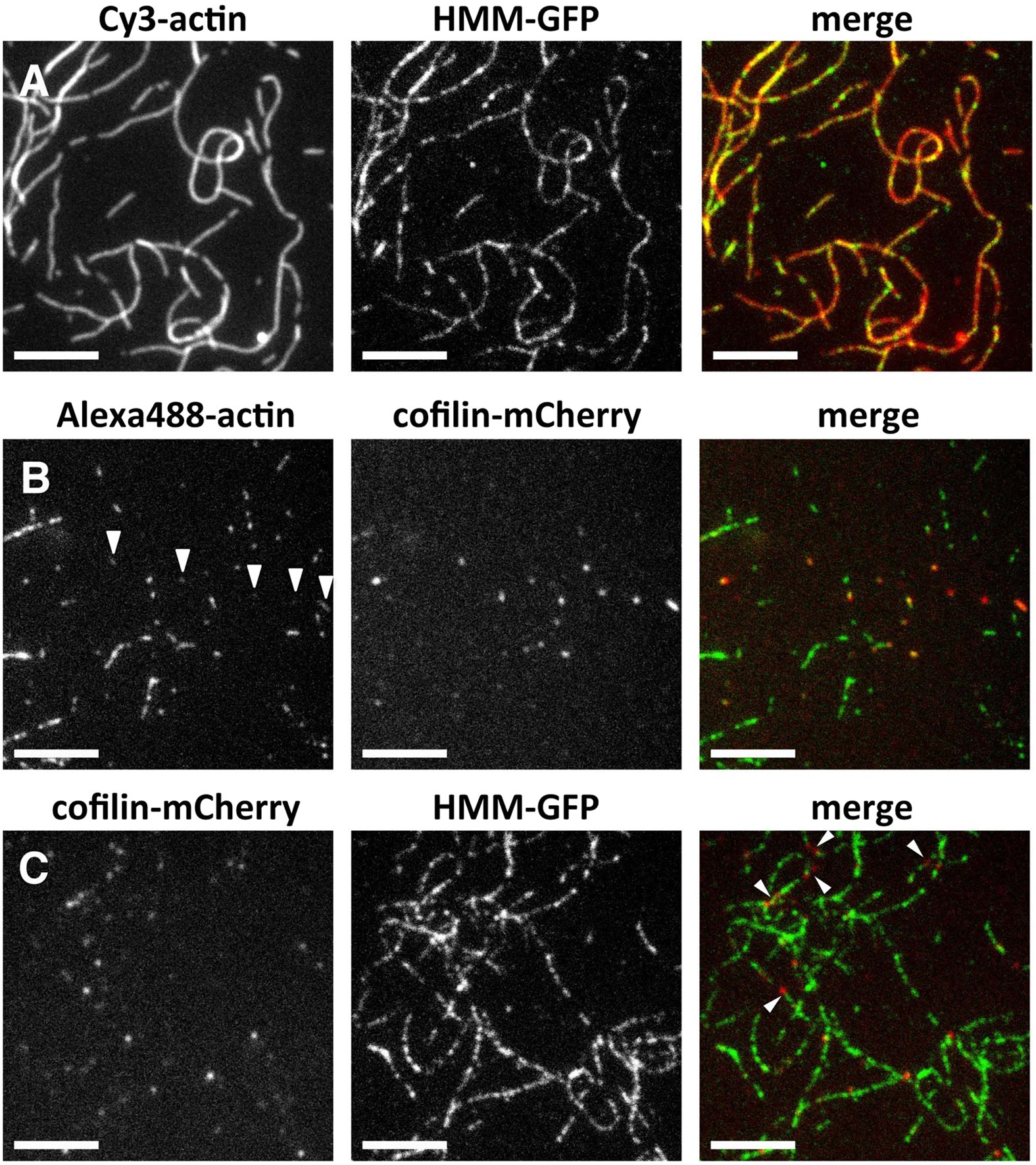 Allosteric regulation by cooperative conformational changes of actin  filaments drives mutually exclusive binding with cofilin and myosin |  Scientific Reports