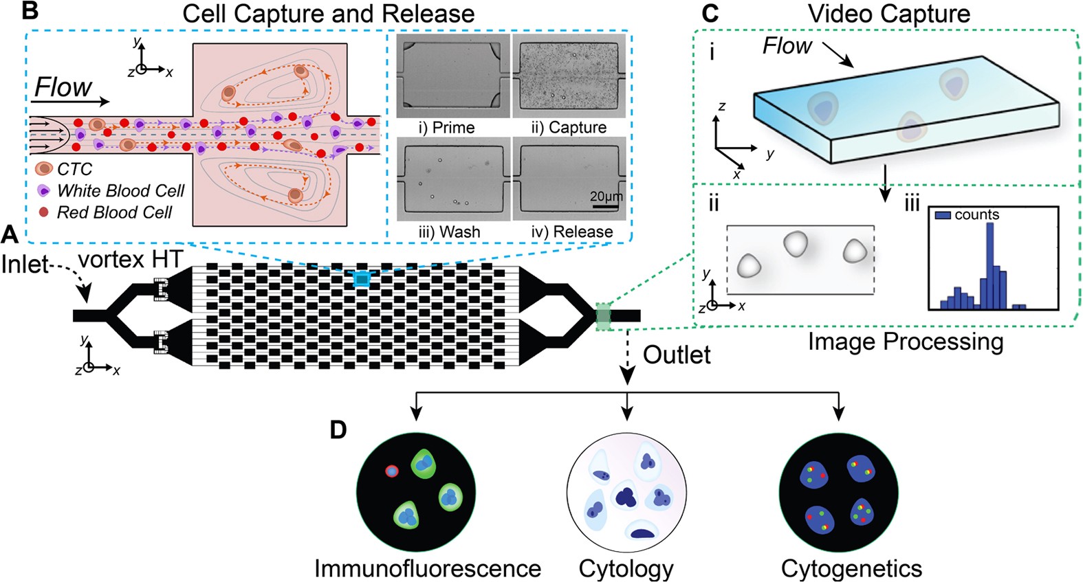 Label Free Enumeration Collection And Downstream Cytological And Cytogenetic Analysis Of Circulating Tumor Cells Scientific Reports