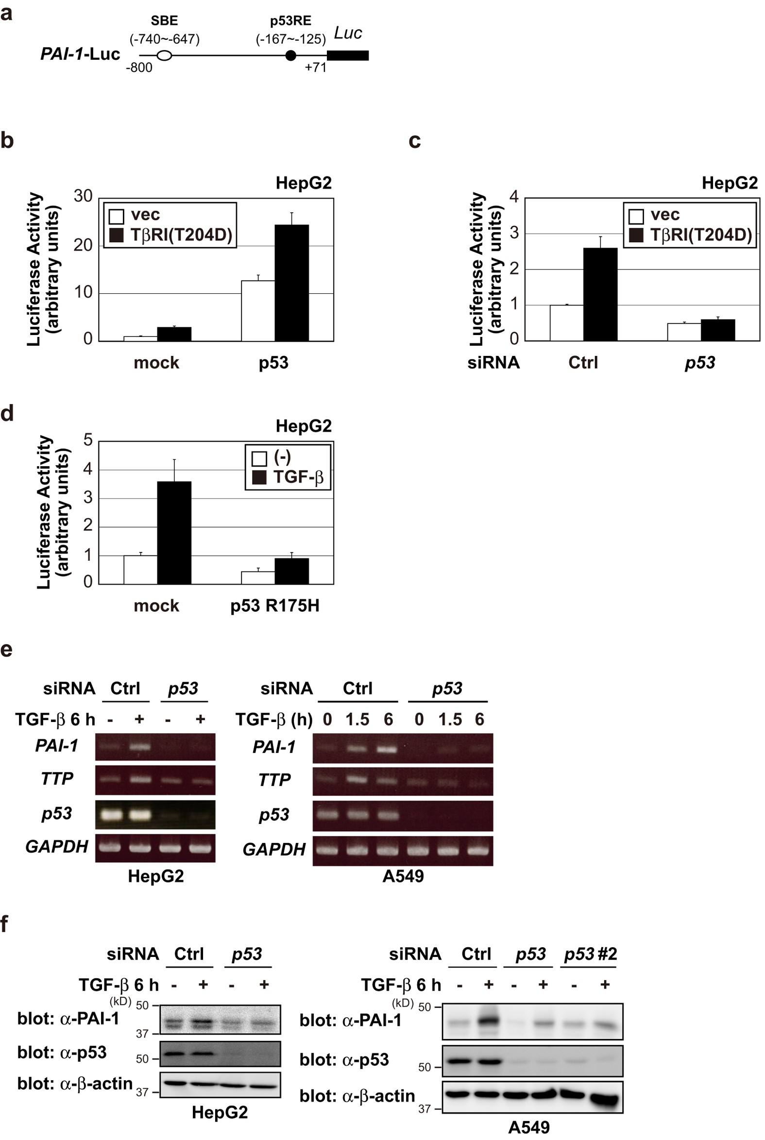 Plasminogen Activator Inhibitor-1 Is a Marker and a Mediator of