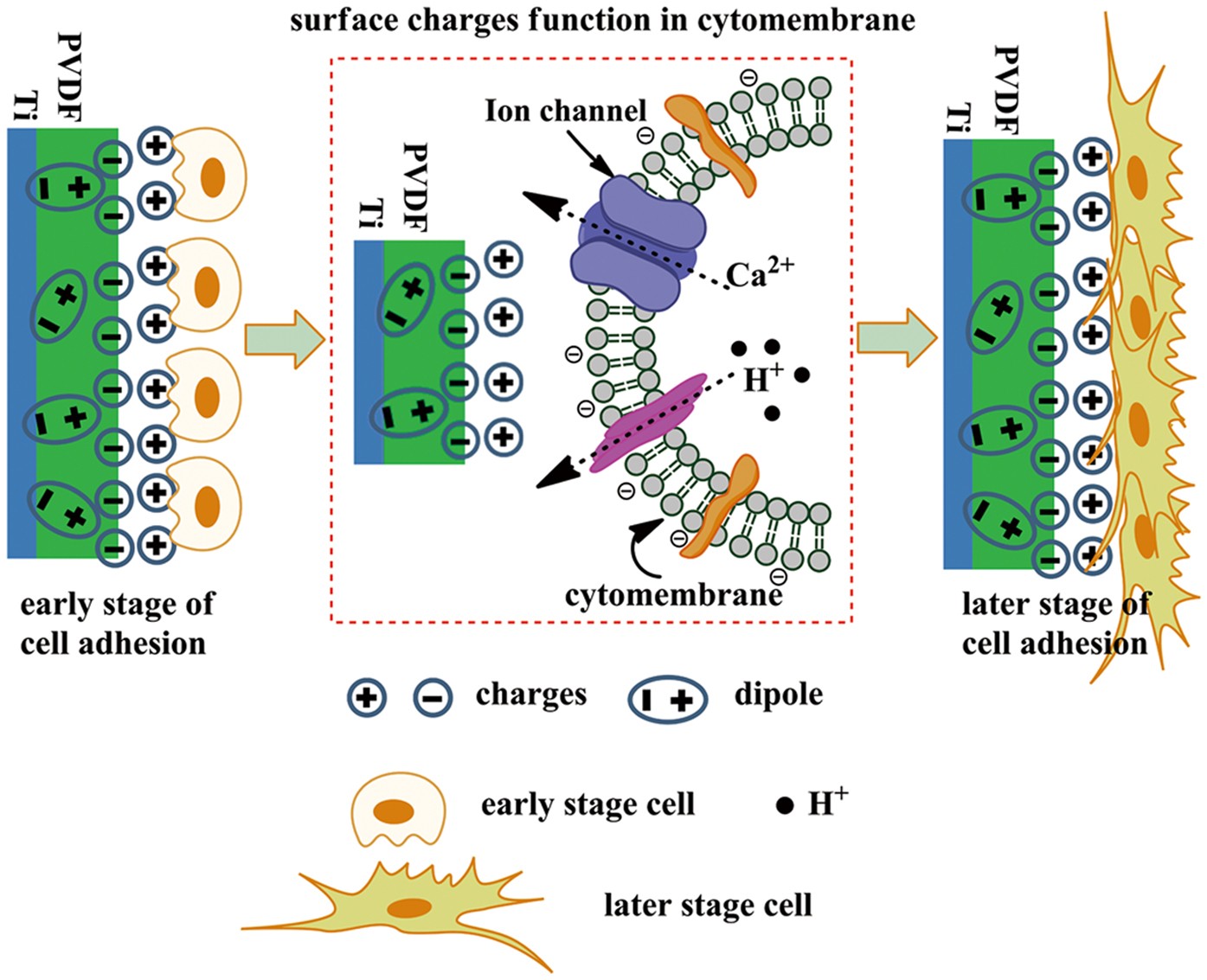 PDF) Bioactivity Enhancement of Plasma-Sprayed Hydroxyapatite Coatings  through Non-Contact Corona Electrical Charging