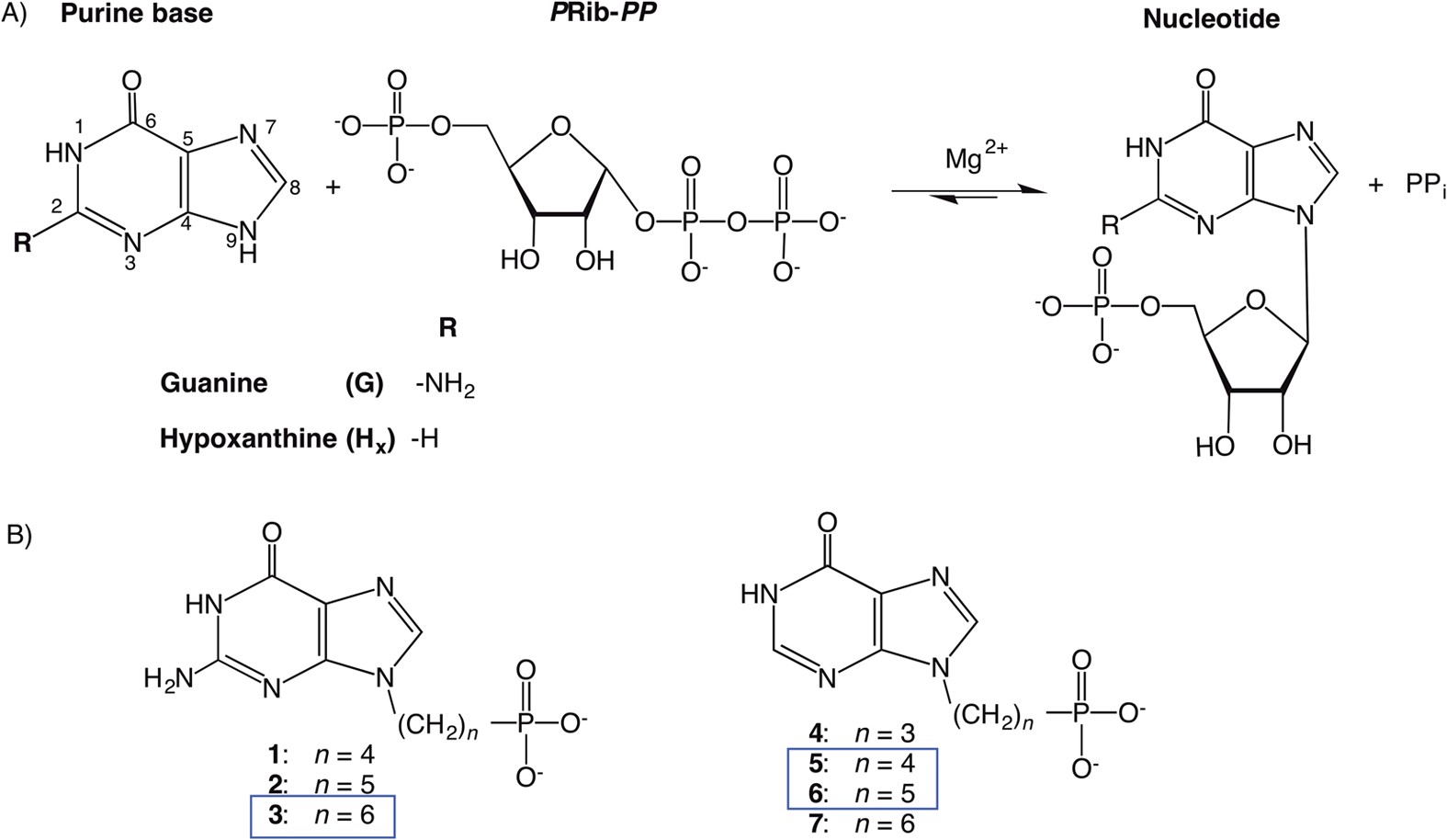 Synthesis and Effect of Nonhydrolyzable Xanthosine Triphosphate Derivatives  on Prenylation of Rab5D136N | Molecular Pharmacology