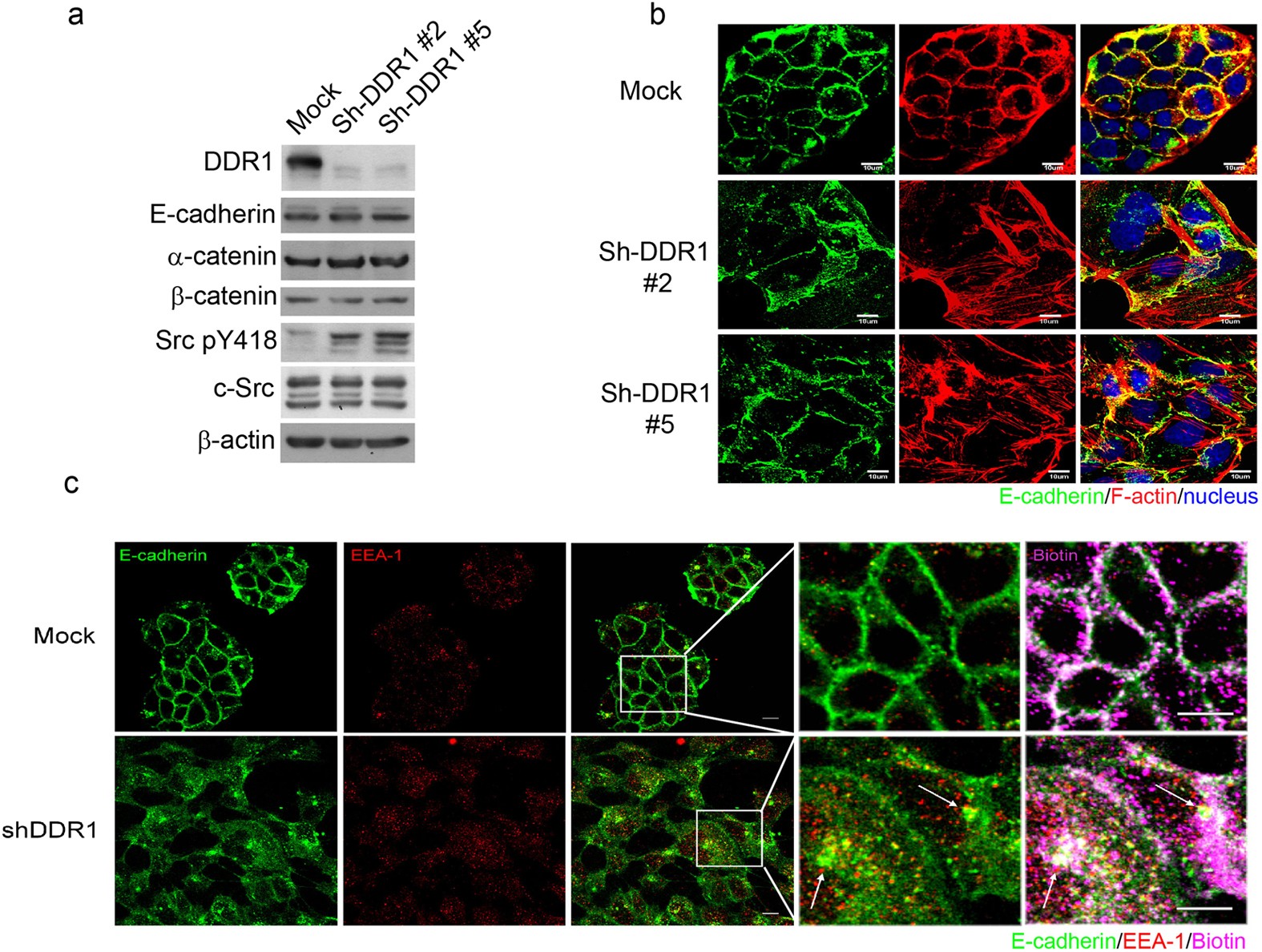 Ddr1 Promotes E Cadherin Stability Via Inhibition Of Integrin B1 Src Activation Mediated E Cadherin Endocytosis Scientific Reports