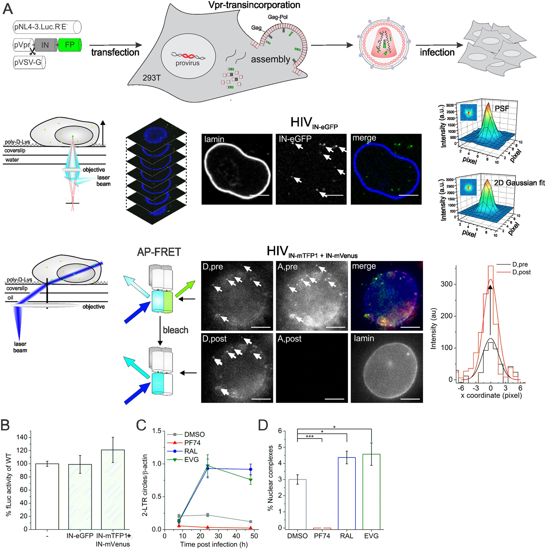 Advanced Quantitative Fluorescence Microscopy to Probe the Molecular  Dynamics of Viral Entry, Science Lab