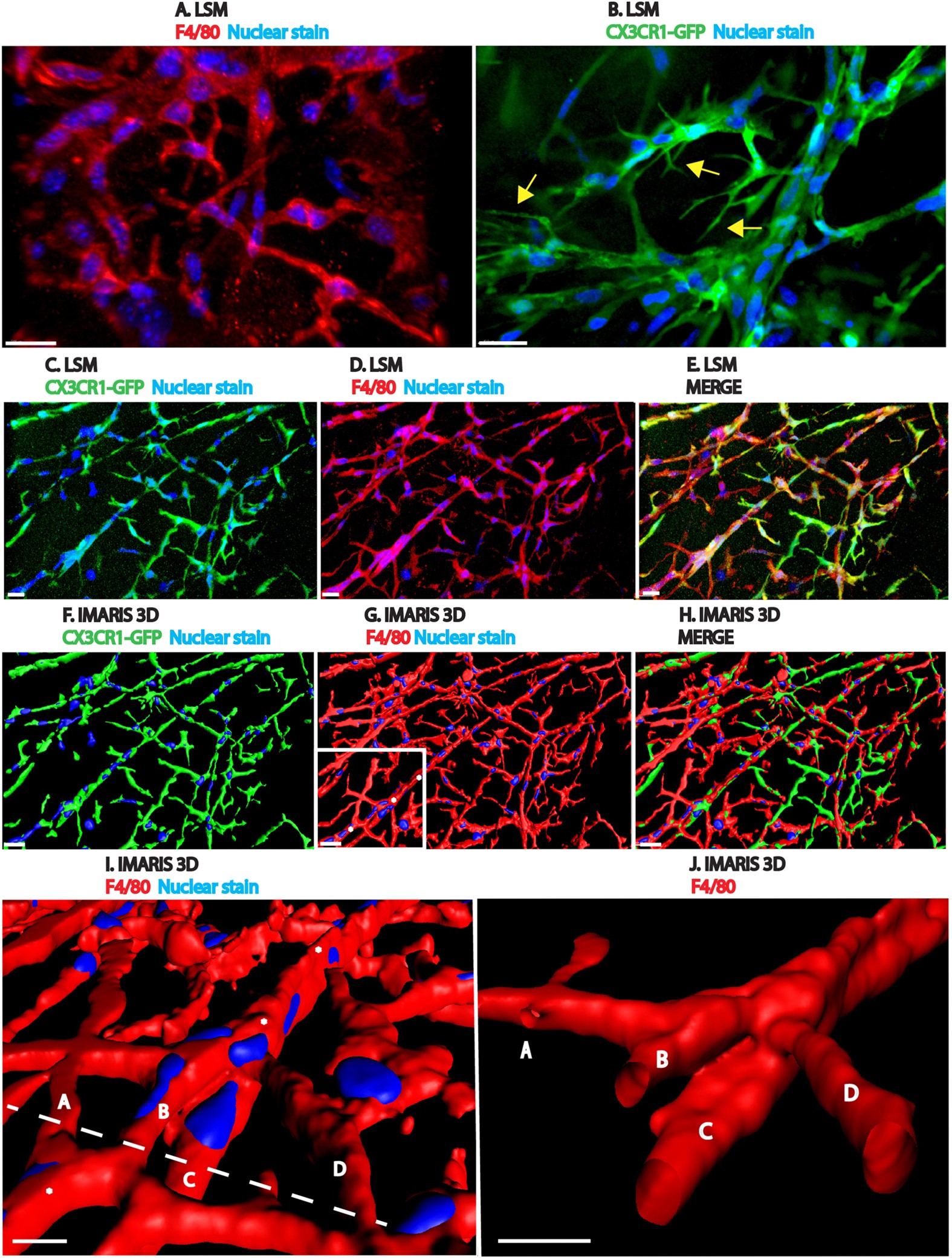 Macrophages Form Functional Vascular Mimicry Channels In Vivo Scientific Reports