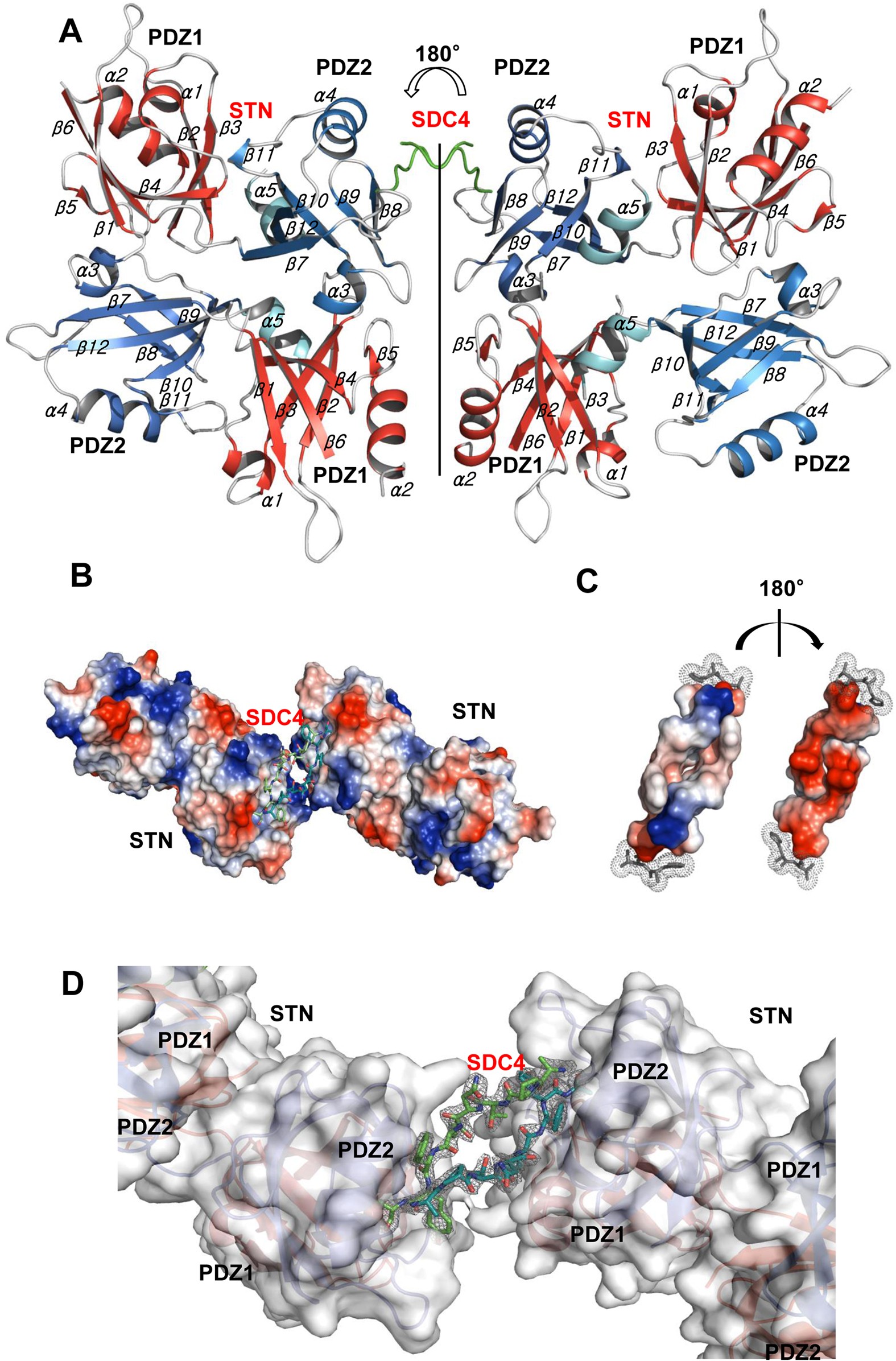 New Structural Insight Of C Terminal Region Of Syntenin 1 Enhancing The Molecular Dimerization And Inhibitory Function Related On Syndecan 4 Signaling Scientific Reports