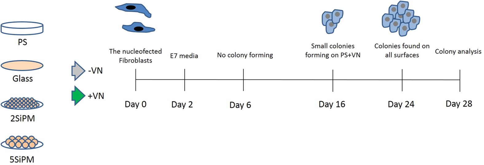 Binary Colloidal Crystals cs As A Feeder Free System To Generate Human Induced Pluripotent Stem Cells Hipscs Scientific Reports Binary Colloidal Crystals cs As A Feeder Free System To Generate Human Induced Pluripotent Stem Cells Hipscs Scientific Reports