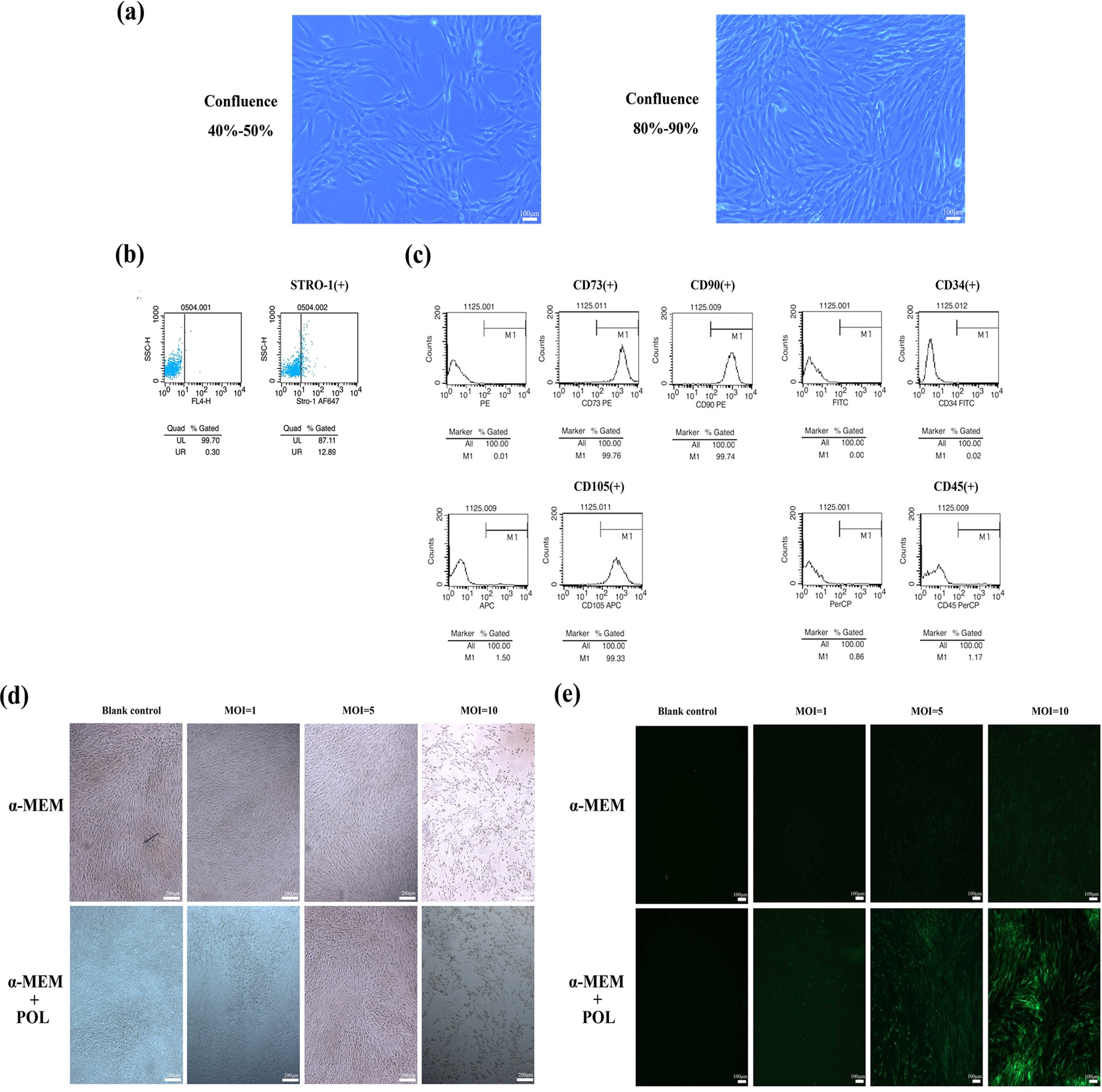 IGF-1/IGF-1R/hsa-let-7c axis regulates the committed differentiation of  stem cells from apical papilla | Scientific Reports