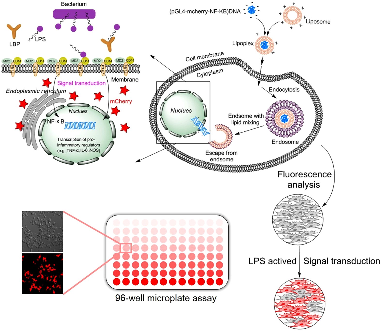 Biosensors, Free Full-Text