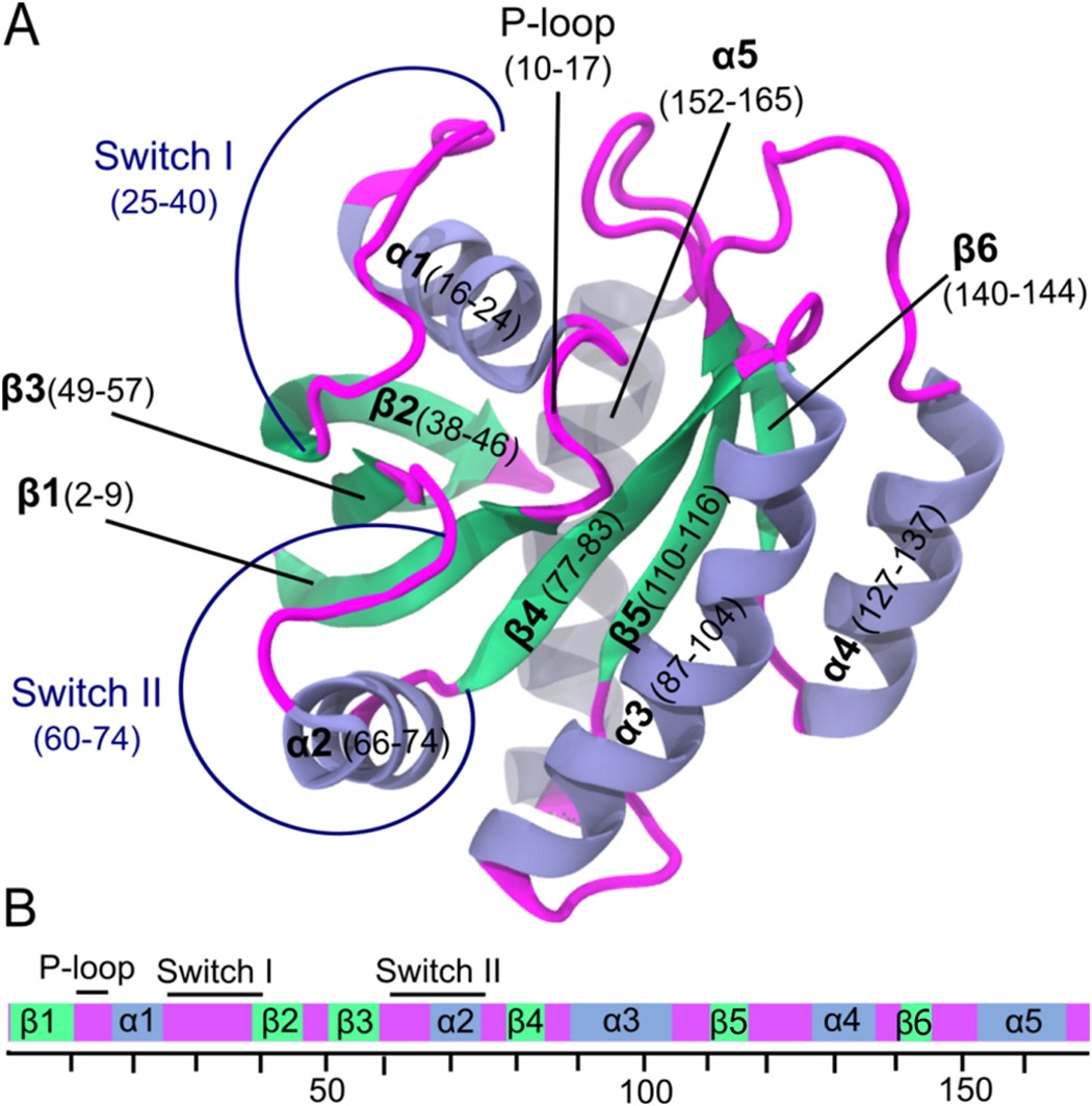 Intrinsic K-Ras dynamics: A novel molecular dynamics data analysis method shows causality between residue pair motions | Scientific Reports intrinsic-k-ras-dynamics-a-novel-molecular-dynamics-data-analysis-method-shows-causality-between-residue-pair-motions-scientific-reports