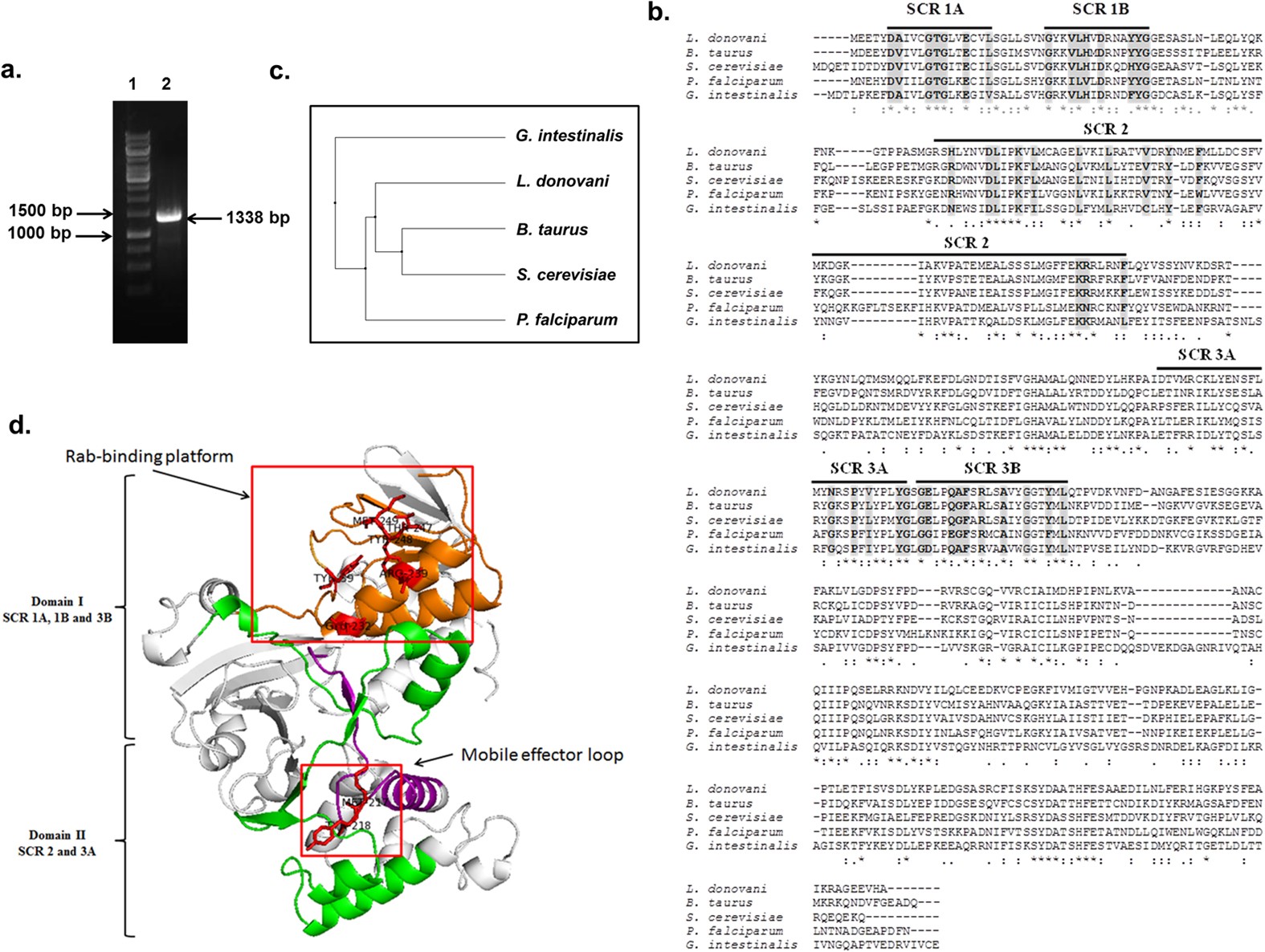 Single GDP-dissociation Inhibitor Protein regulates endocytic and secretory pathways in Leishmania | Scientific Reports single-gdp-dissociation-inhibitor-protein-regulates-endocytic-and-secretory-pathways-in-leishmania-scientific-reports