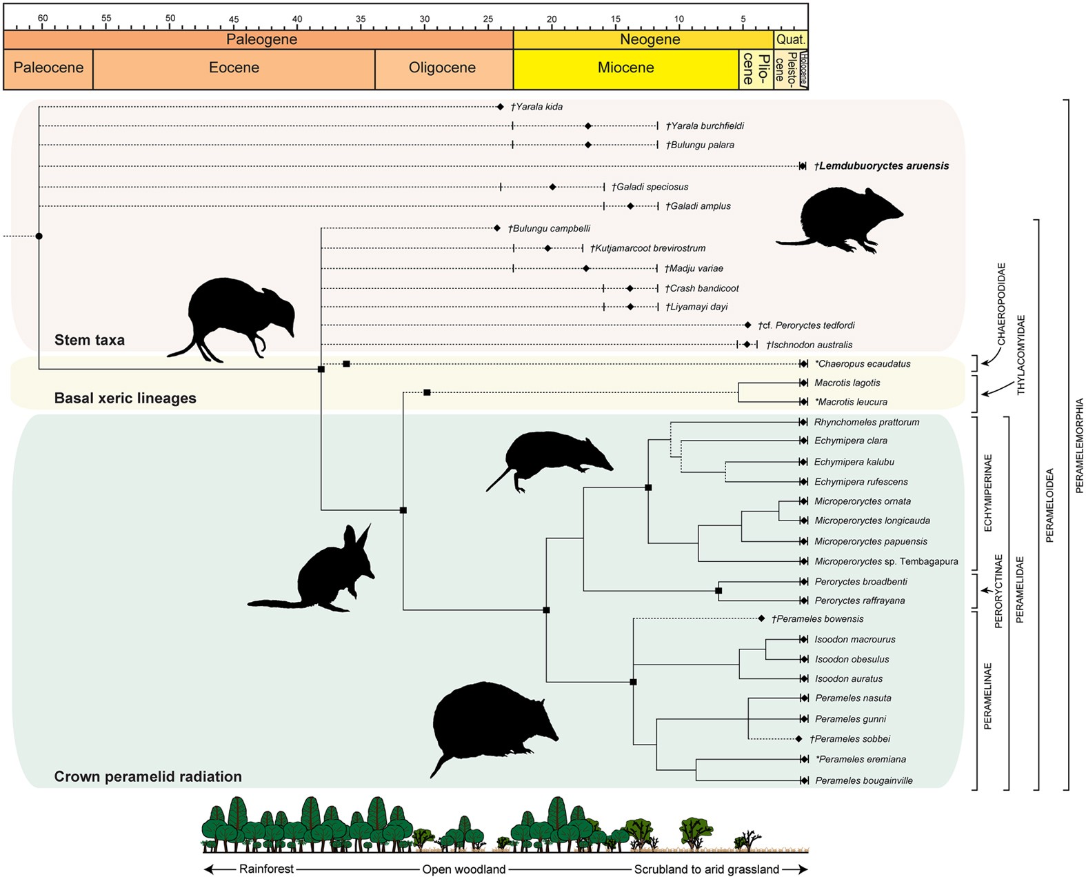 Bandicoot fossils and DNA elucidate lineage antiquity amongst xeric-adapted  Australasian marsupials | Scientific Reports