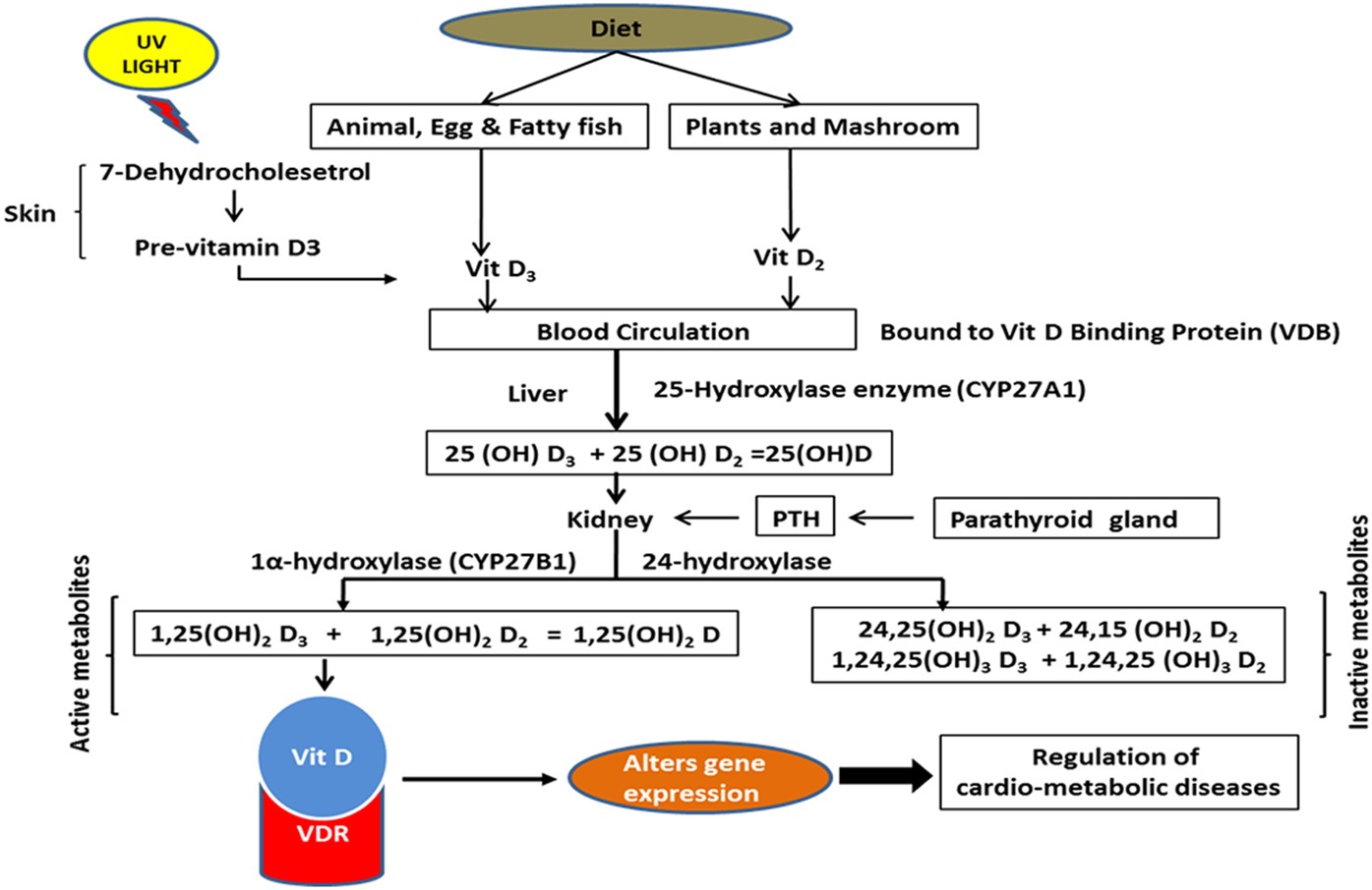 Lower Vitamin D Metabolites Levels Were Associated With