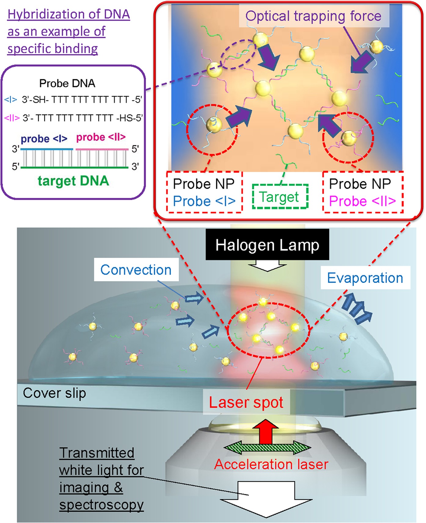 Submillimetre Network Formation By Light Induced Hybridization Of Zeptomole Level Dna Scientific Reports