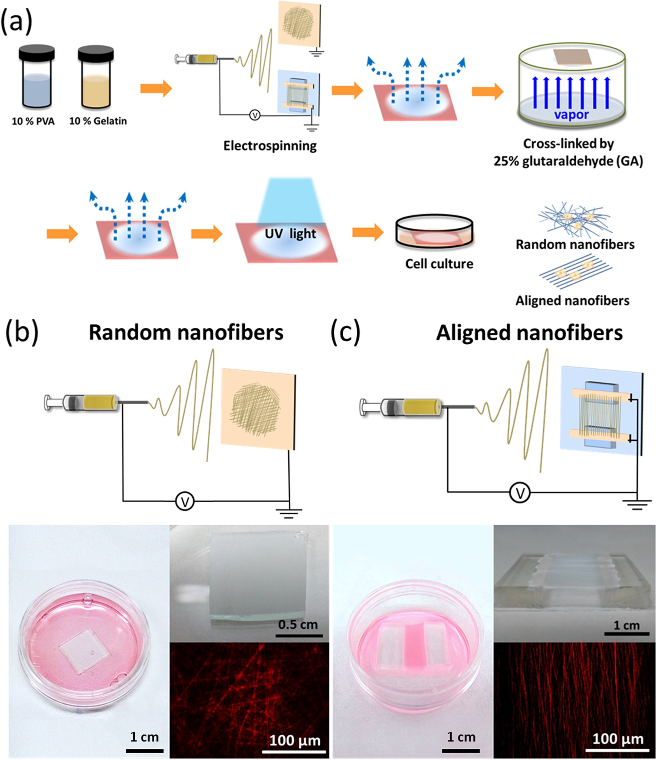 Comparison of cell behavior on pva/pva-gelatin electrospun nanofibers with  random and aligned configuration | Scientific Reports