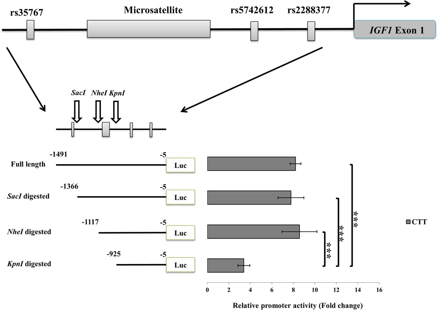 The Mechanism Of Transactivation Regulation Due To Polymorphic Short Tandem Repeats Strs Using Igf1 Promoter As A Model Scientific Reports