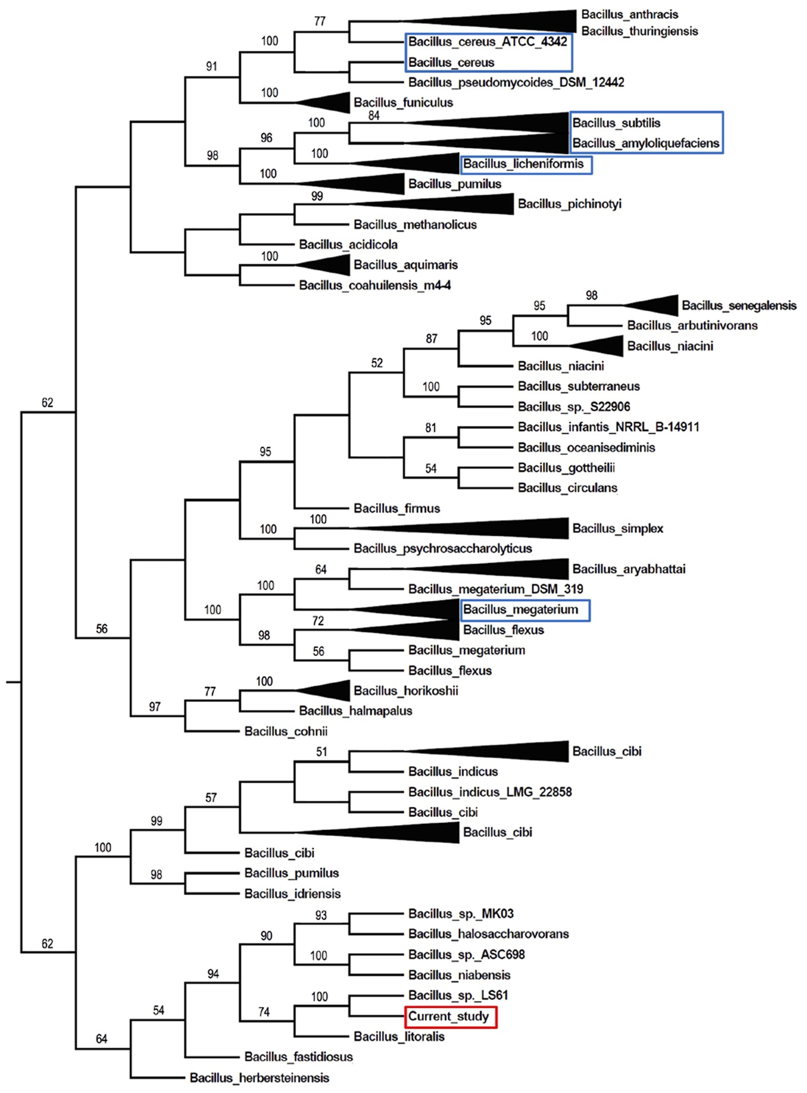 Complete genome sequence and transcriptomic analysis of a novel marine strain Bacillus weihaiensis reveals the mechanism of brown algae degradation | Scientific Reports complete-genome-sequence-and-transcriptomic-analysis-of-a-novel-marine-strain-bacillus-weihaiensis-reveals-the-mechanism-of-brown-algae-degradation-scientific-reports