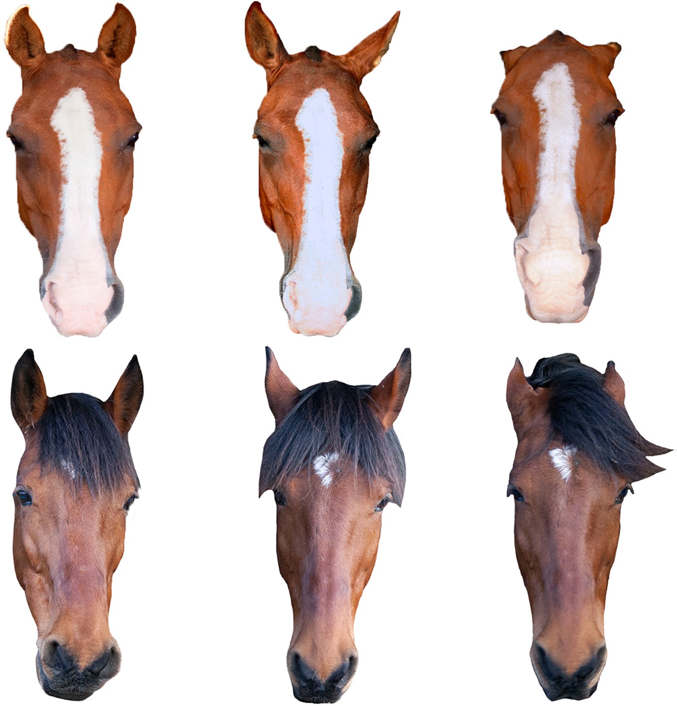 Chosen By A Horse PDF Free Download Chosen By A Horse PDF Free Download