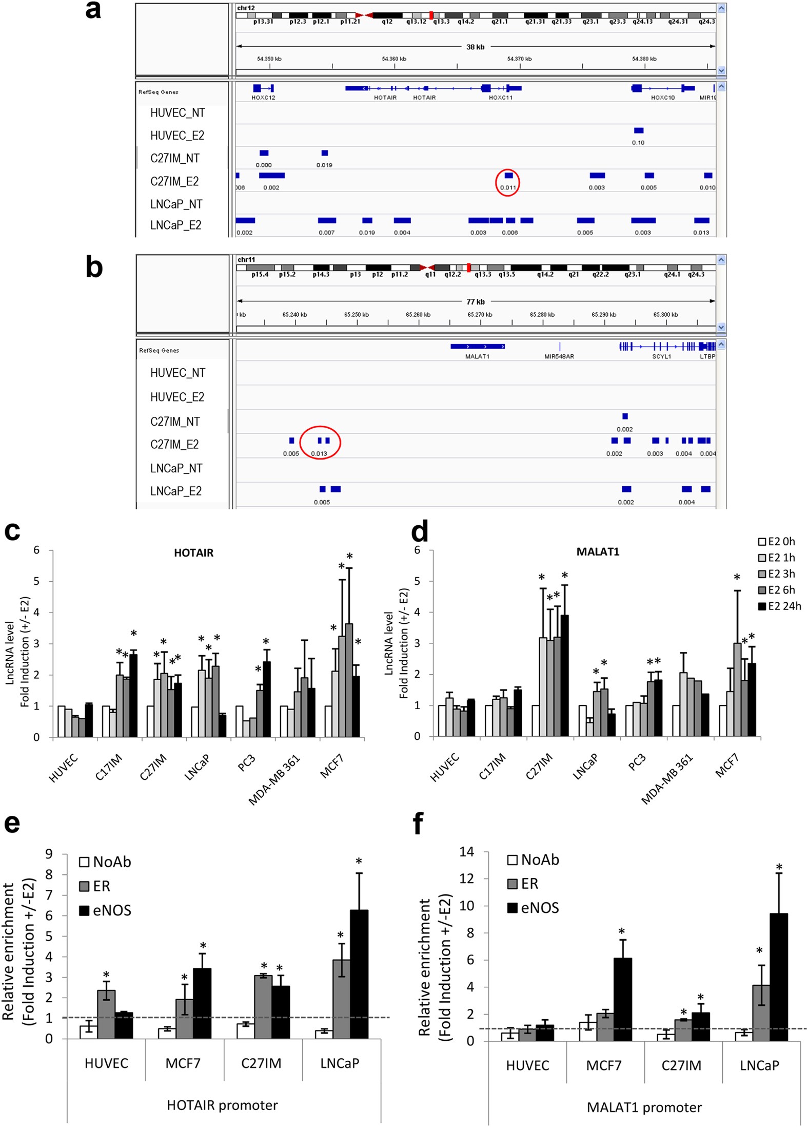 MALAT1 and HOTAIR Long Non-Coding RNAs Play Opposite Role in  Estrogen-Mediated Transcriptional Regulation in Prostate Cancer Cells |  Scientific Reports
