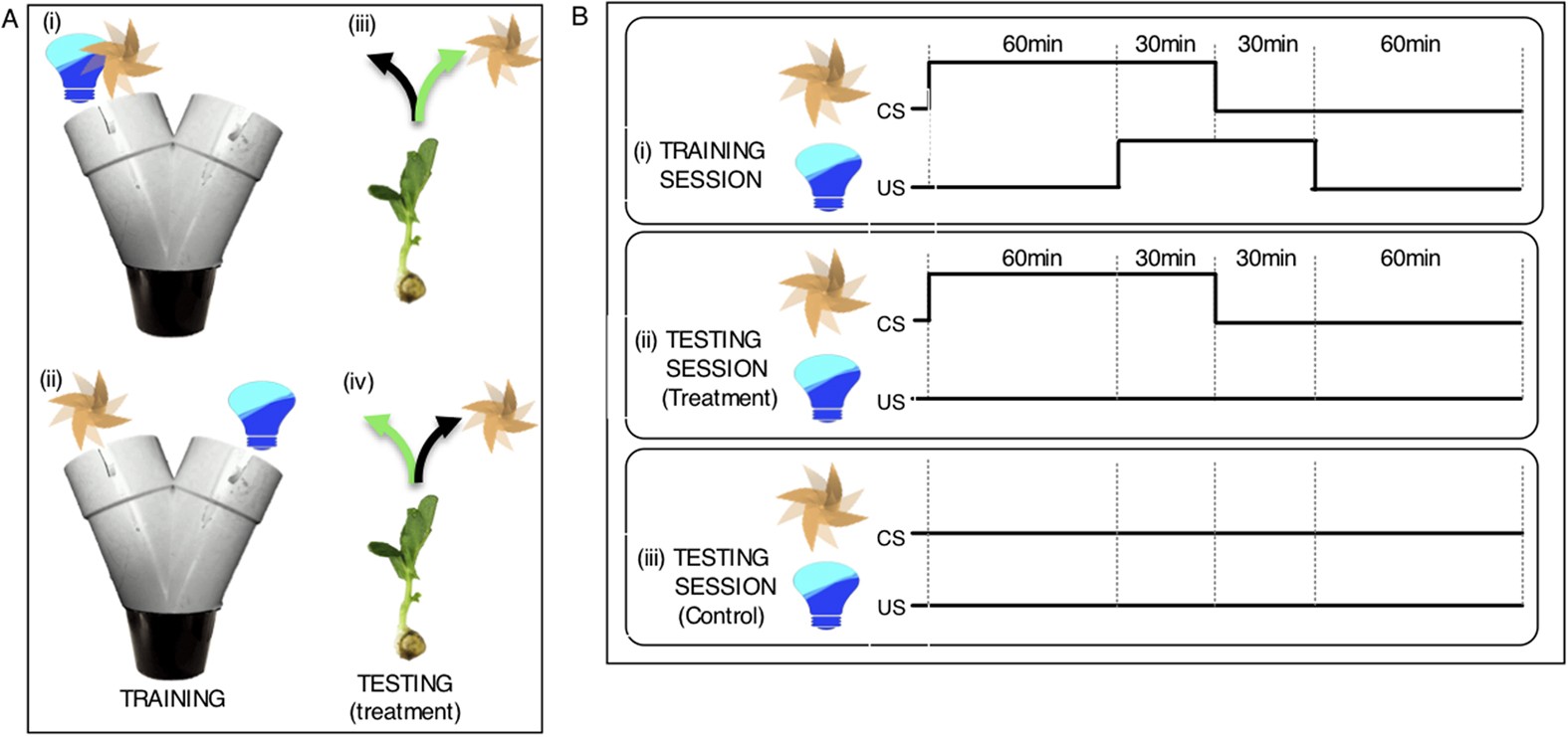 Learning by Association in Plants | Scientific Reports