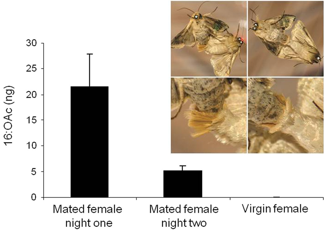 Experimental evidence for chemical mate guarding in a moth | Scientific  Reports