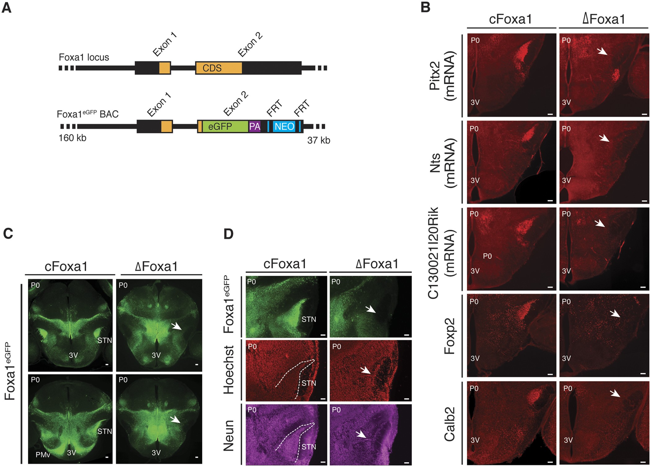 Foxa1 is essential for development and functional integrity of the  subthalamic nucleus | Scientific Reports