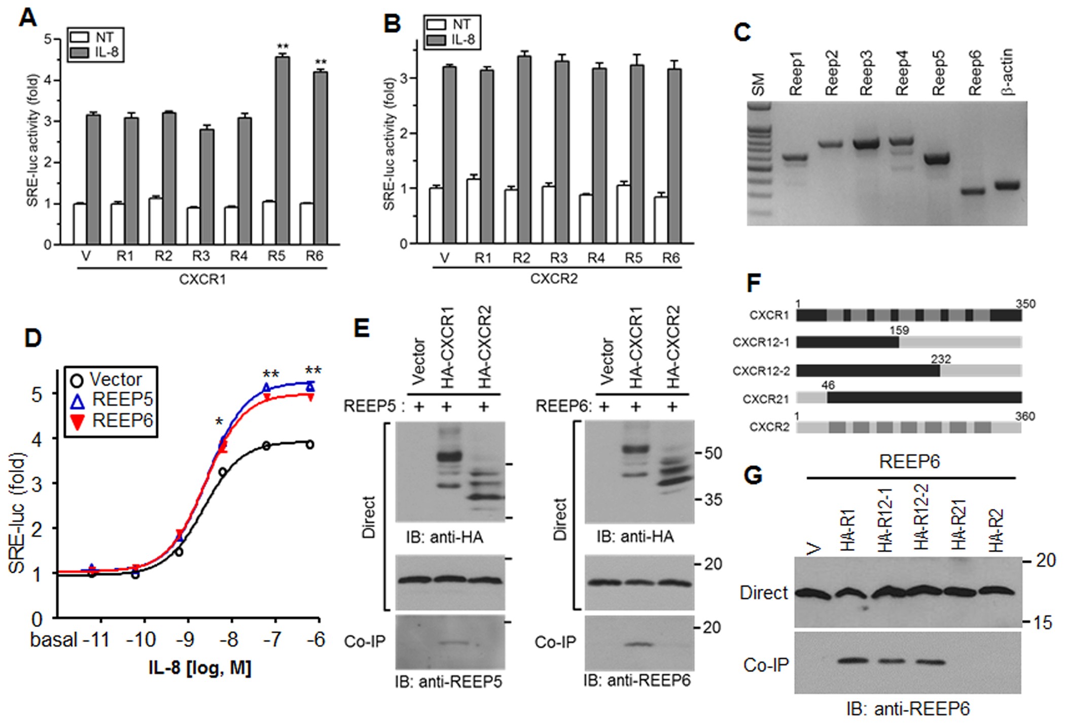 The accessory proteins REEP5 and REEP6 refine CXCR1-mediated