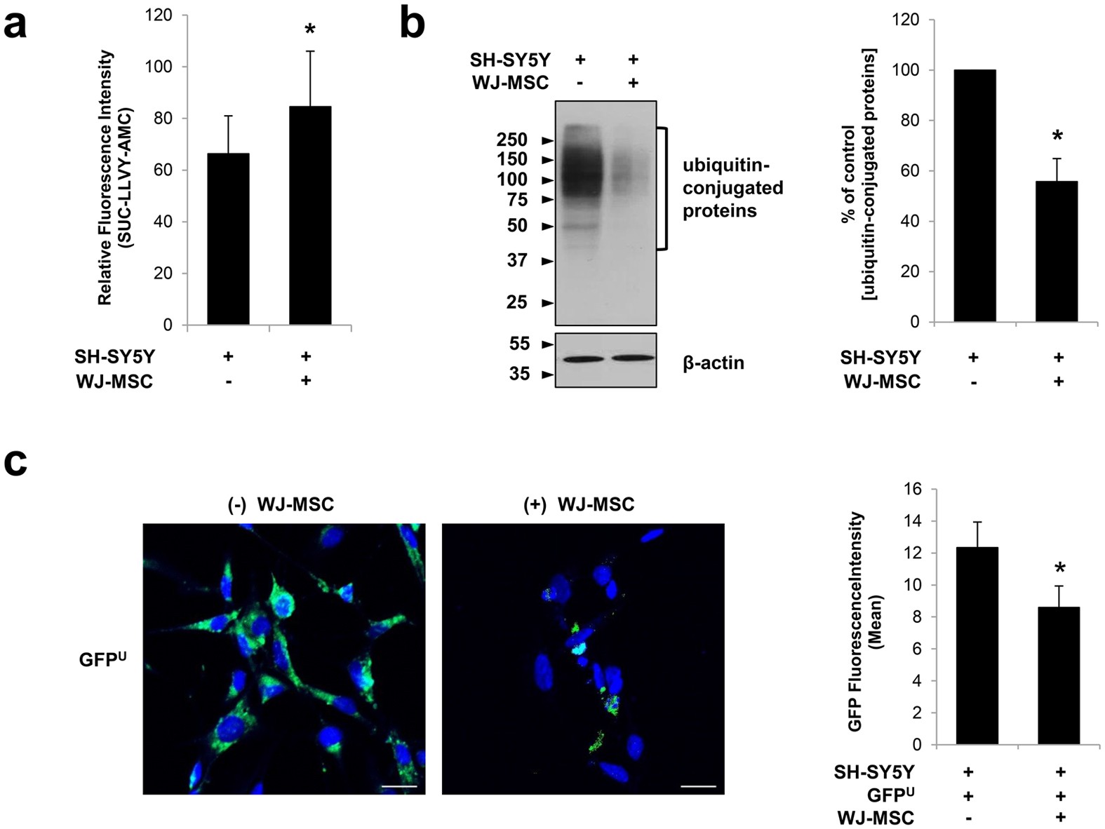 Agouti Related Peptide Secreted Via Human Mesenchymal Stem Cells  Upregulates Proteasome Activity in an Alzheimer's Disease Model |  Scientific Reports