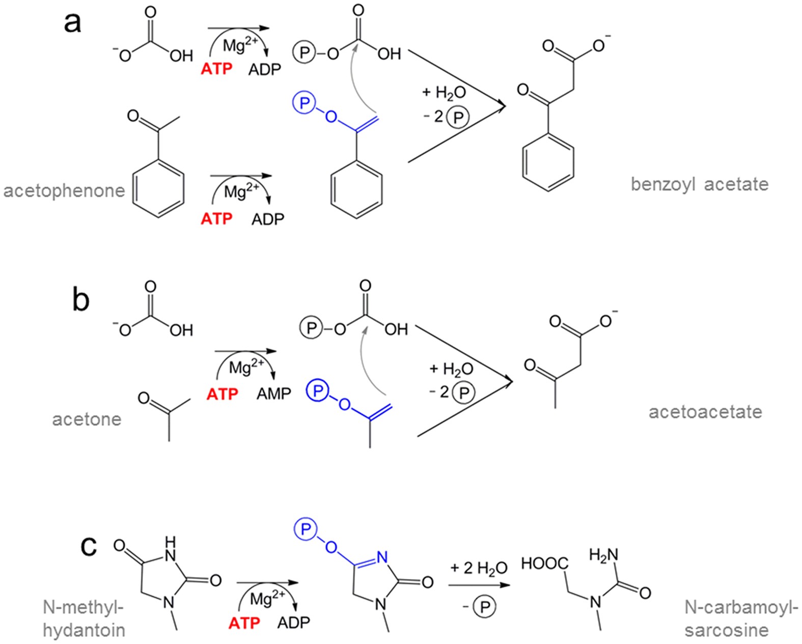 Structure of the acetophenone carboxylase core complex: prototype of a new  class of ATP-dependent carboxylases/hydrolases | Scientific Reports