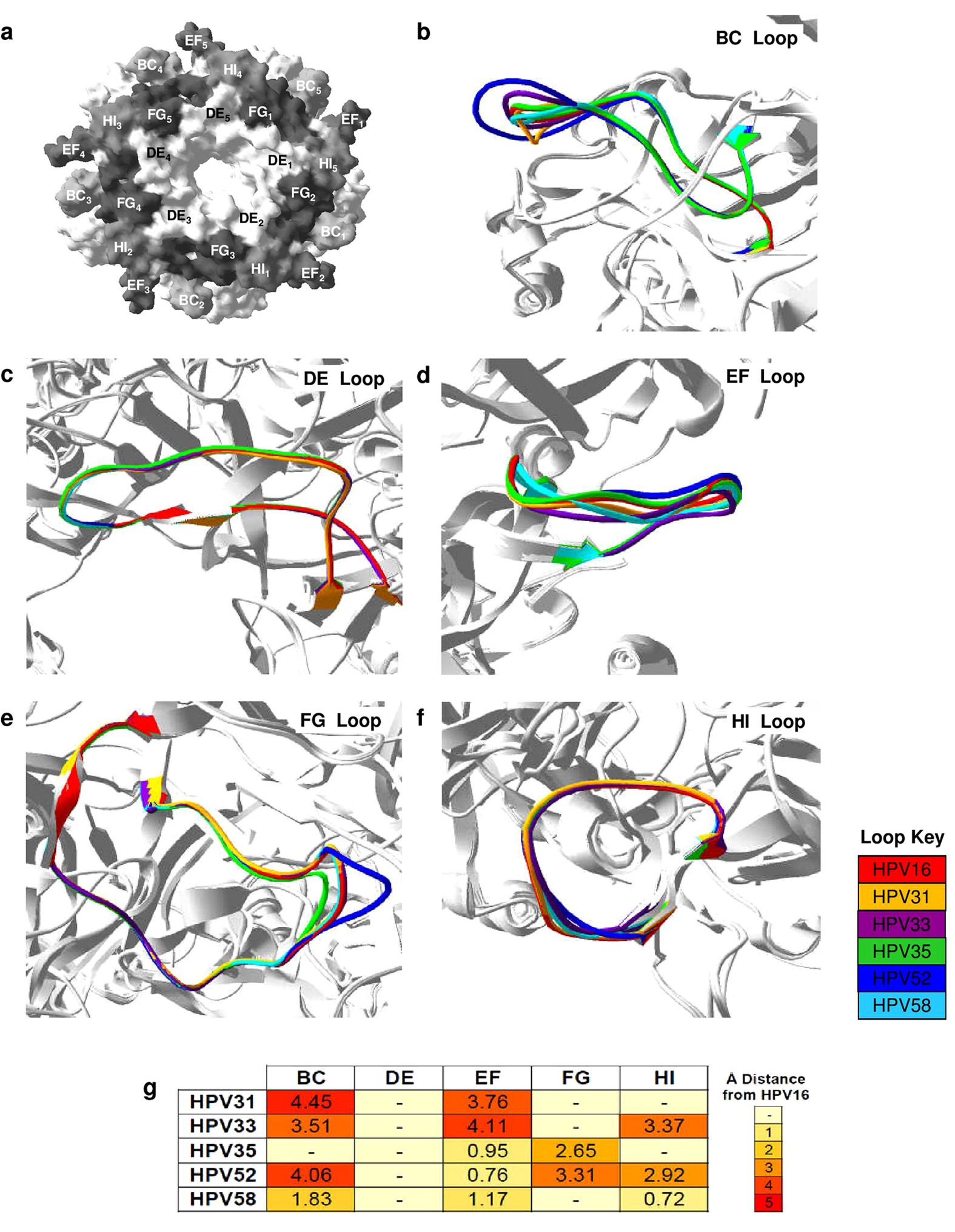 The De And Fg Loops Of The Hpv Major Capsid Protein Contribute To