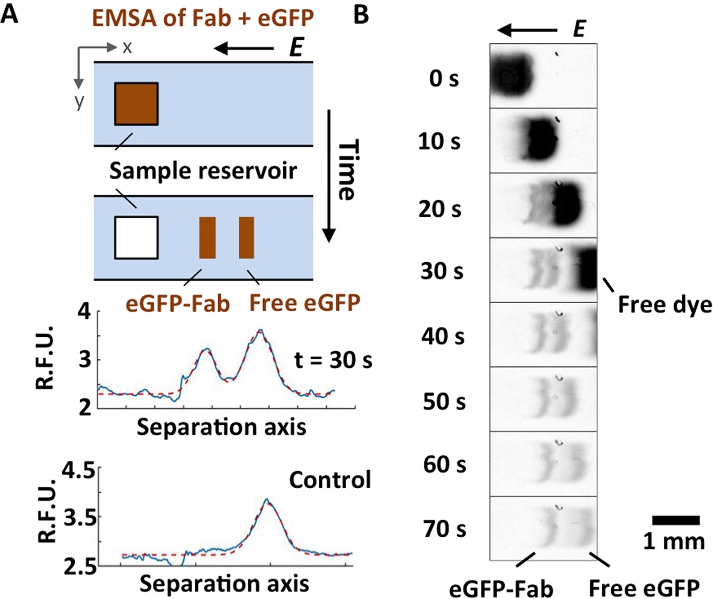 Determination of equilibrium dissociation constants for recombinant  antibodies by high-throughput affinity electrophoresis | Scientific Reports