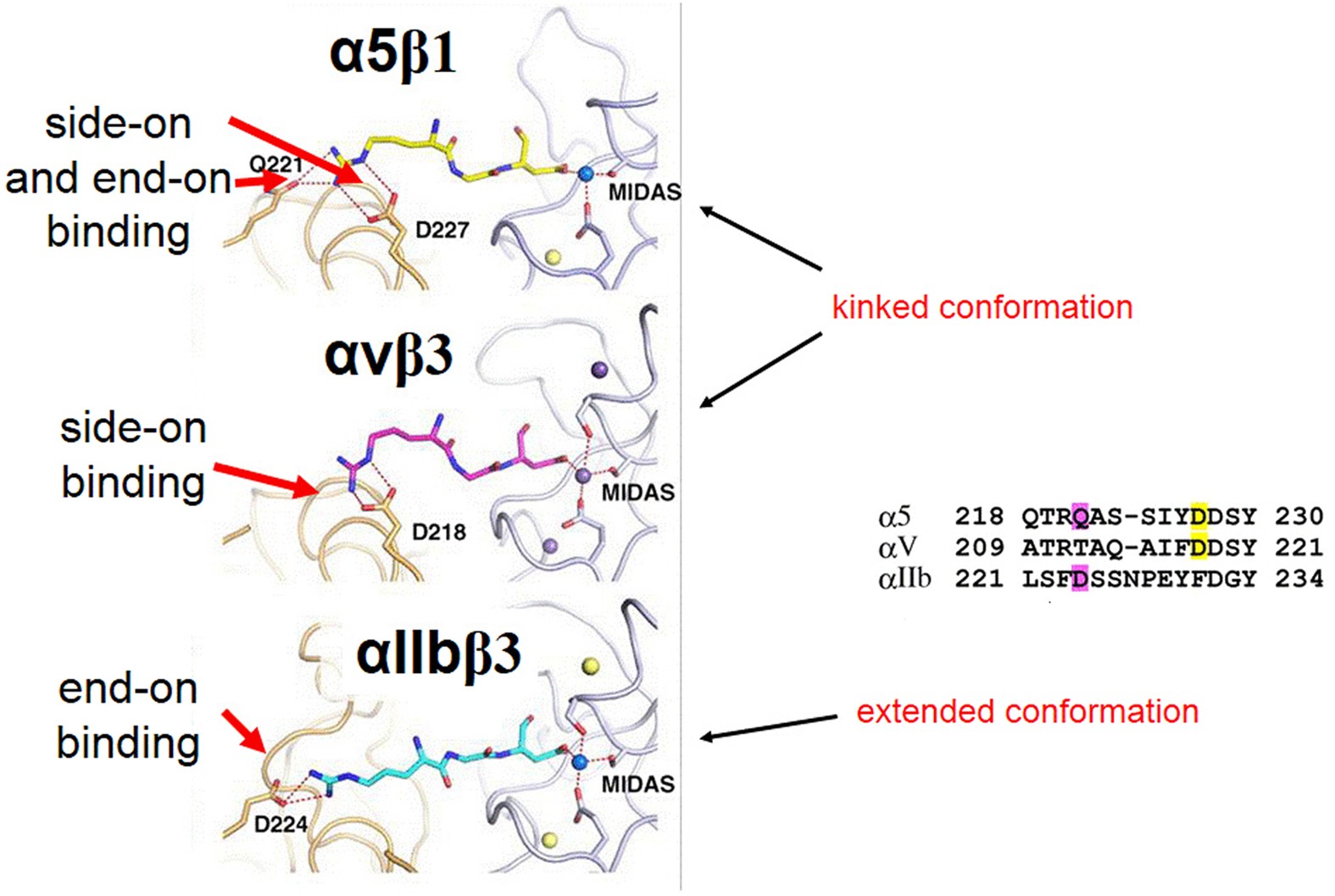 A Comprehensive Evaluation Of The Activity And Selectivity Profile Of Ligands For Rgd Binding Integrins Scientific Reports A Comprehensive Evaluation Of The Activity And Selectivity Profile Of Ligands For Rgd Binding Integrins Scientific Reports