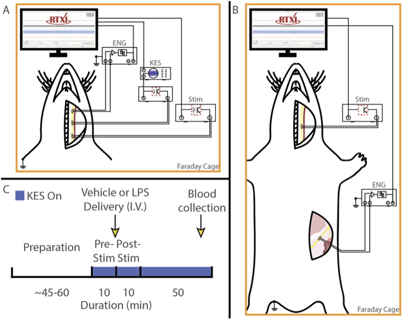 Vital Stim Electrode Placement Chart