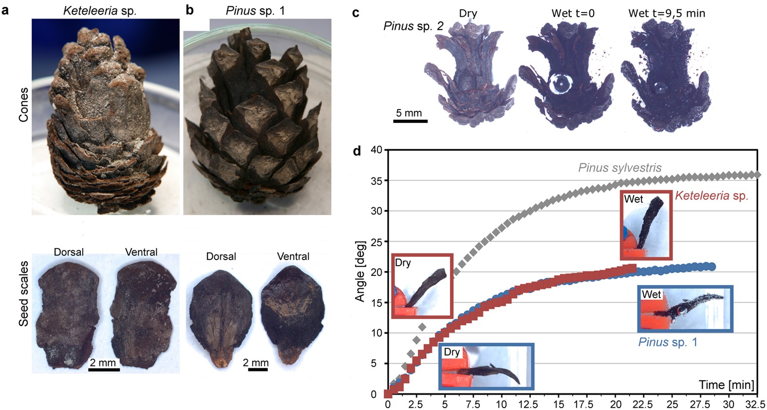 Hygroscopic motions of fossil conifer cones | Scientific Reports