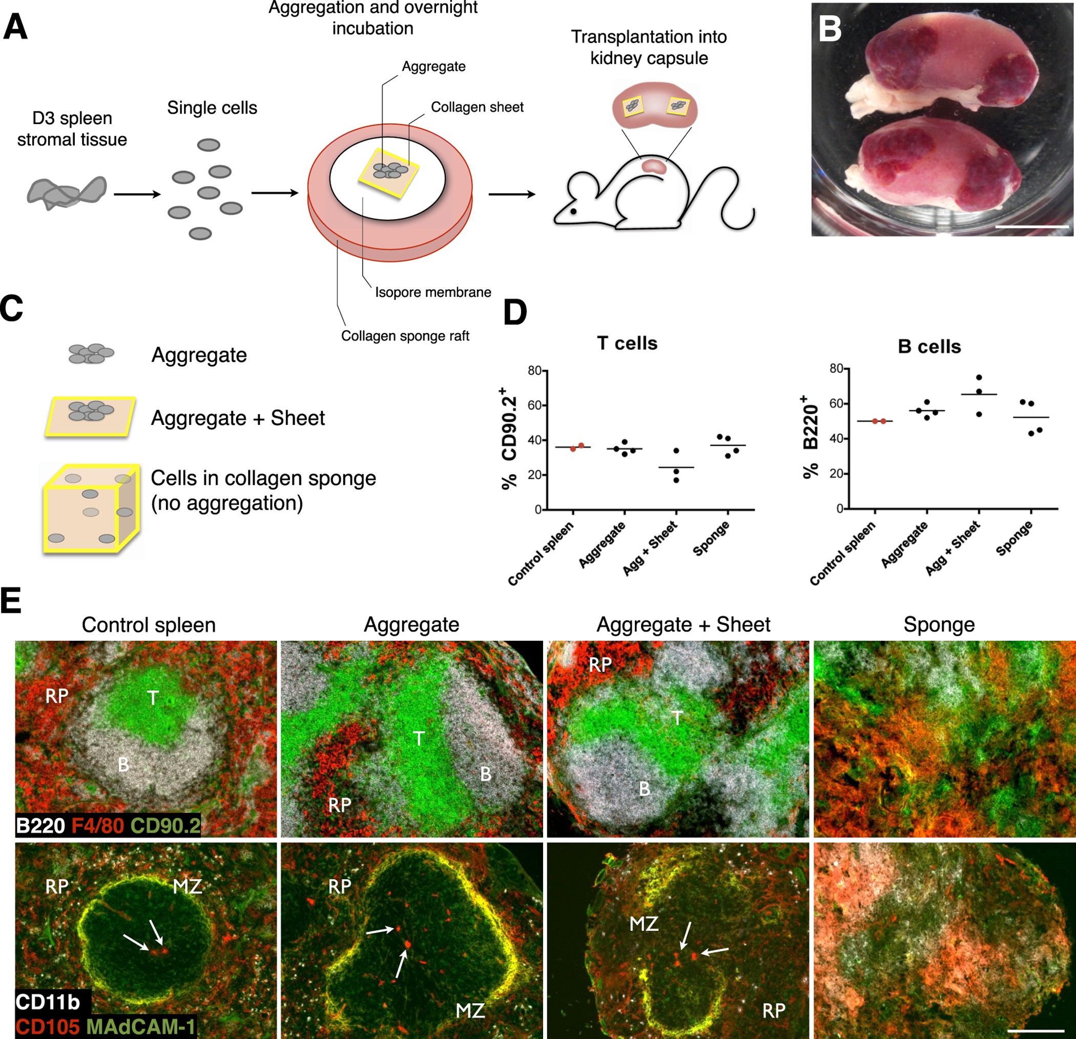 Stromal Cell Subsets Directing Neonatal Spleen Regeneration ... Stromal Cell Subsets Directing Neonatal Spleen Regeneration ...