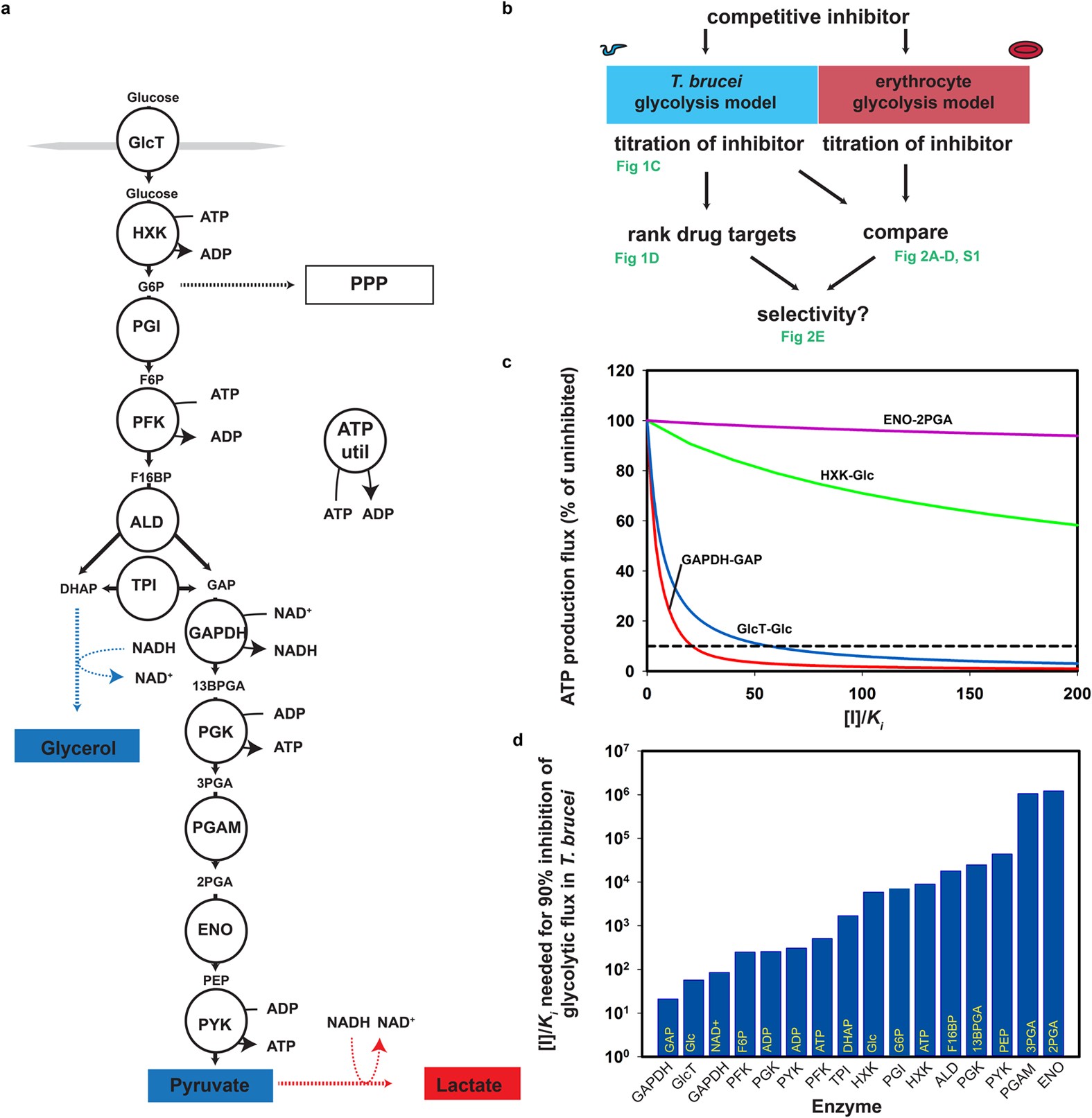 Targeting pathogen metabolism without collateral damage to the host |  Scientific Reports
