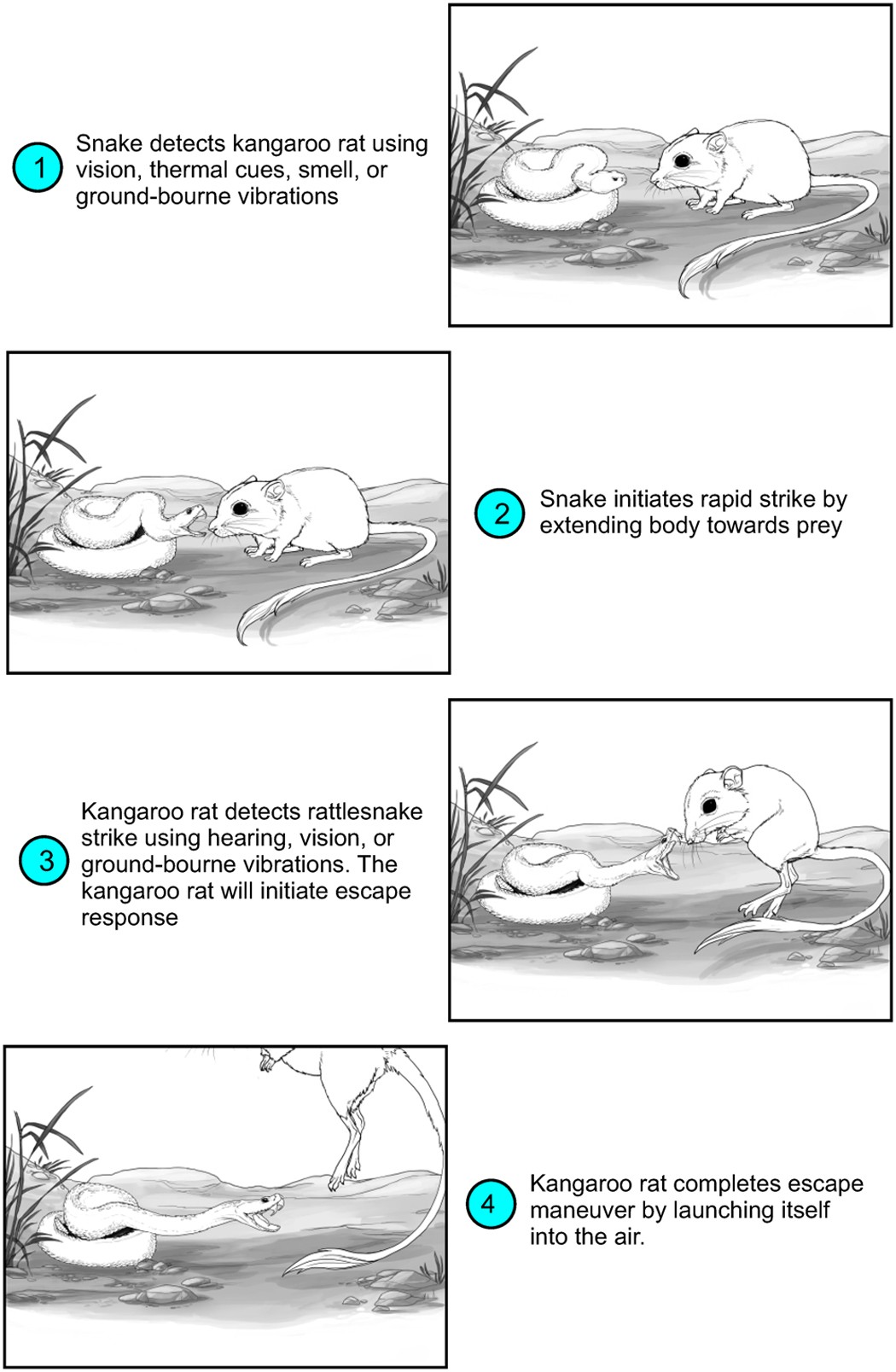 Rattlesnakes are extremely fast and variable when striking at kangaroo rats in nature: Three-dimensional high-speed at night | Reports