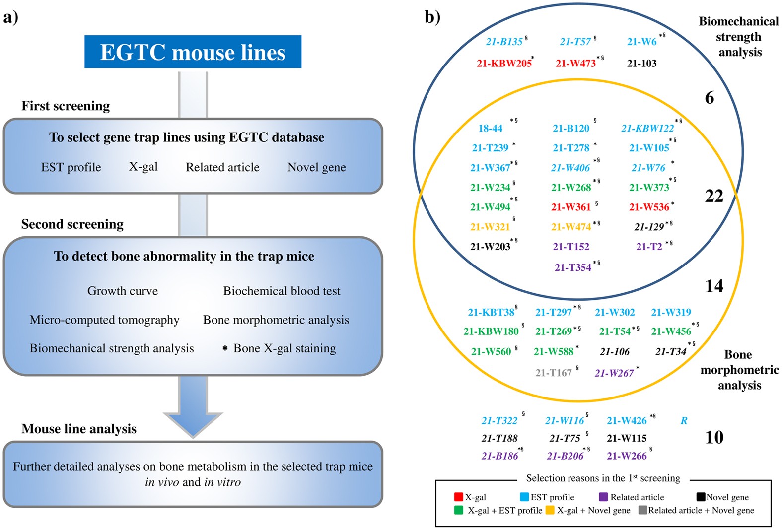 Development of an efficient screening system to identify novel bone  metabolism-related genes using the exchangeable gene trap mutagenesis mouse  models | Scientific Reports