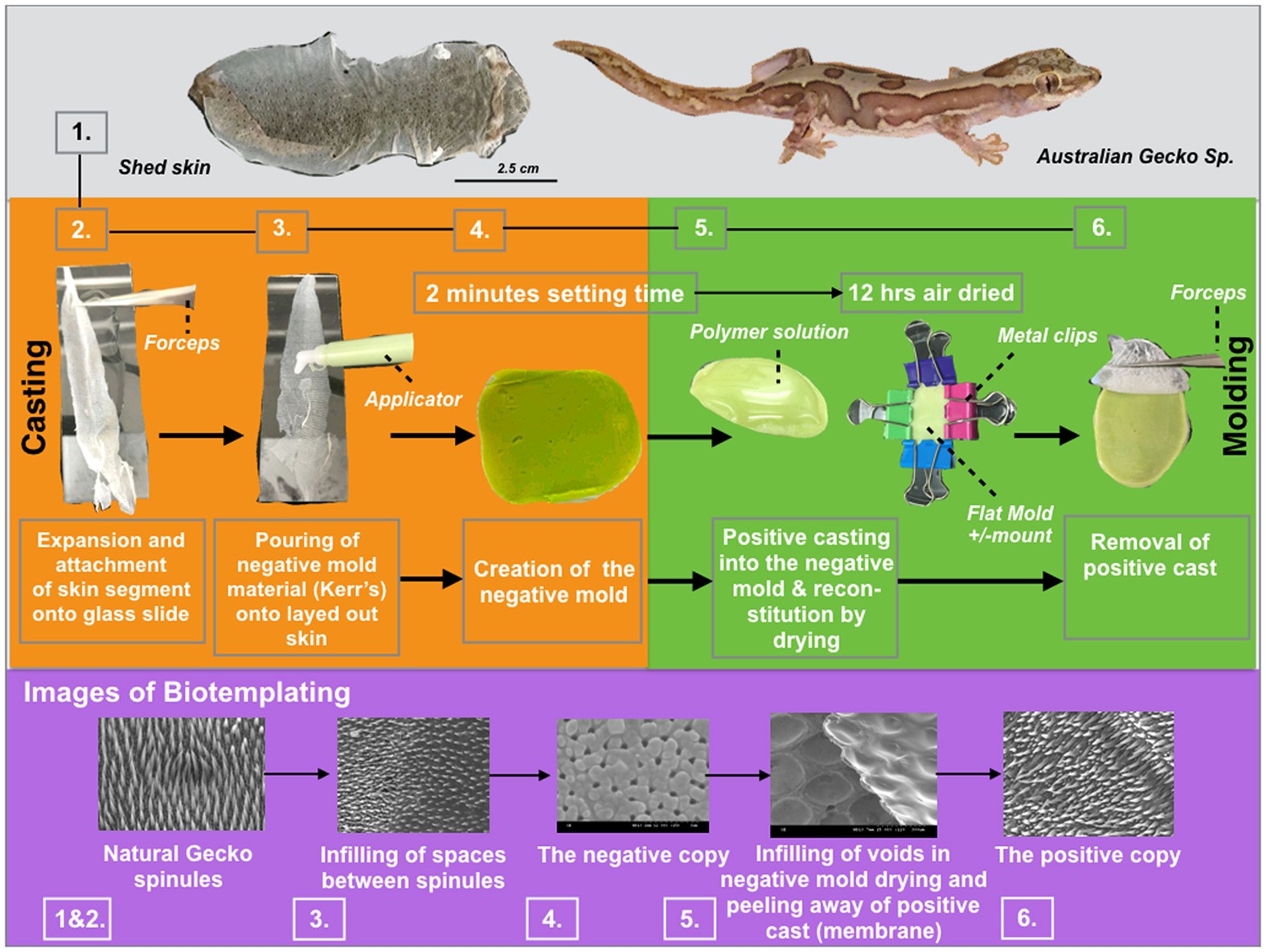 High Quality Bioreplication of Intricate Nanostructures from a 