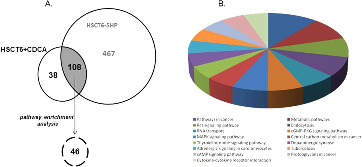 Decoding The Role Of The Nuclear Receptor Shp In Regulating Hepatic Stellate Cells And Liver Fibrogenesis Scientific Reports