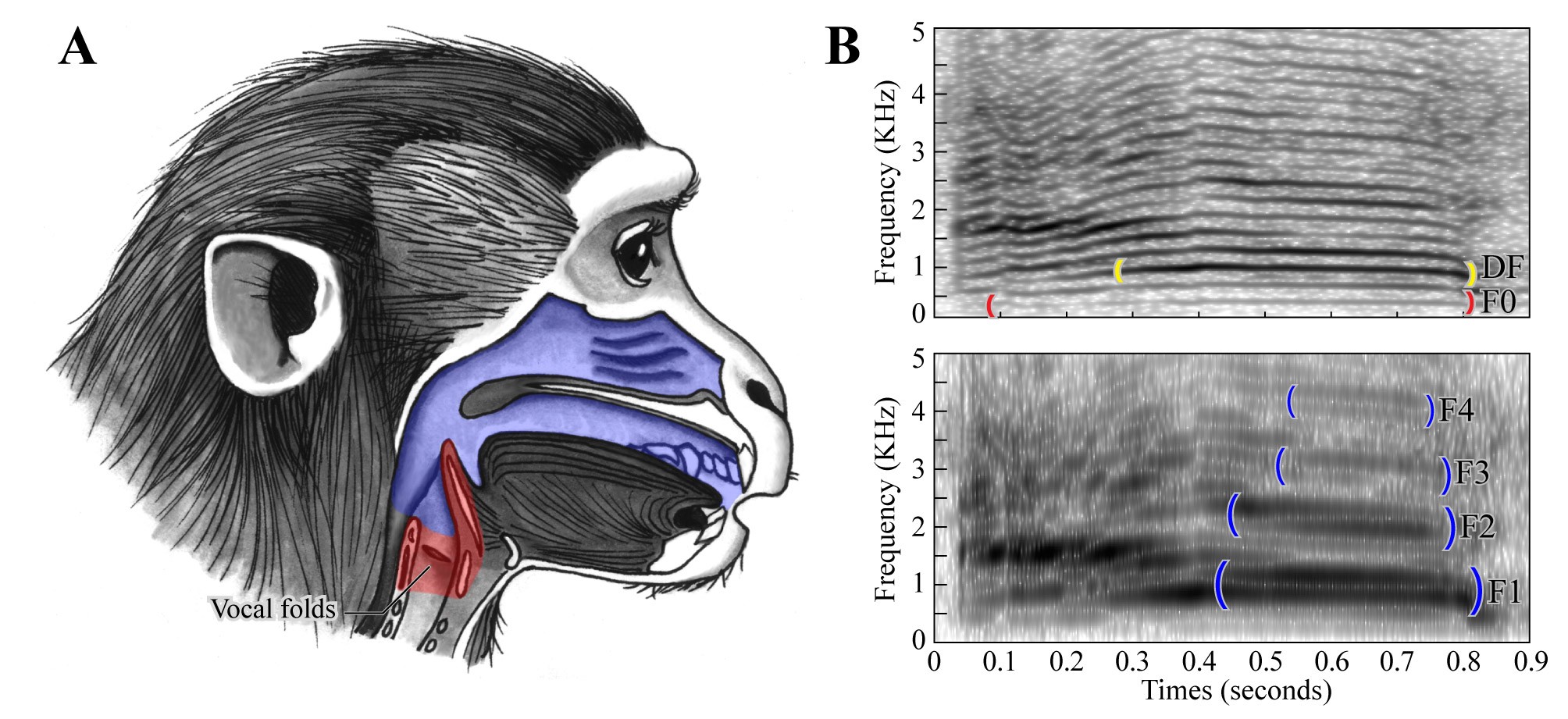 Body size and vocalization in primates and carnivores | Scientific Reports