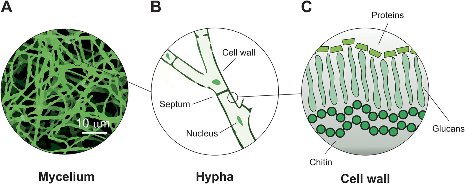 Advanced Materials From Fungal Mycelium: Fabrication and Tuning of