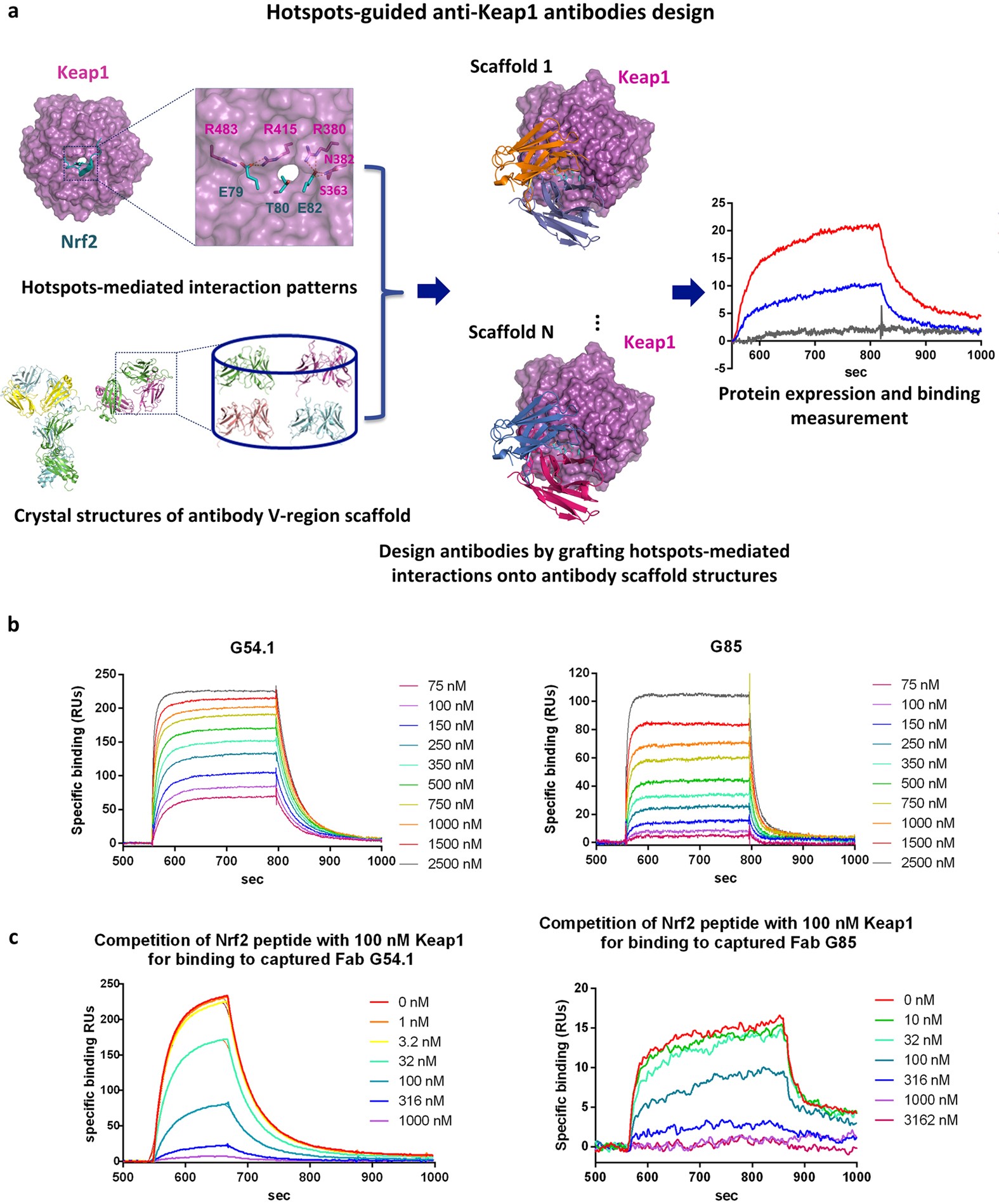 Computational design of an epitope-specific Keap1 binding antibody using  hotspot residues grafting and CDR loop swapping | Scientific Reports