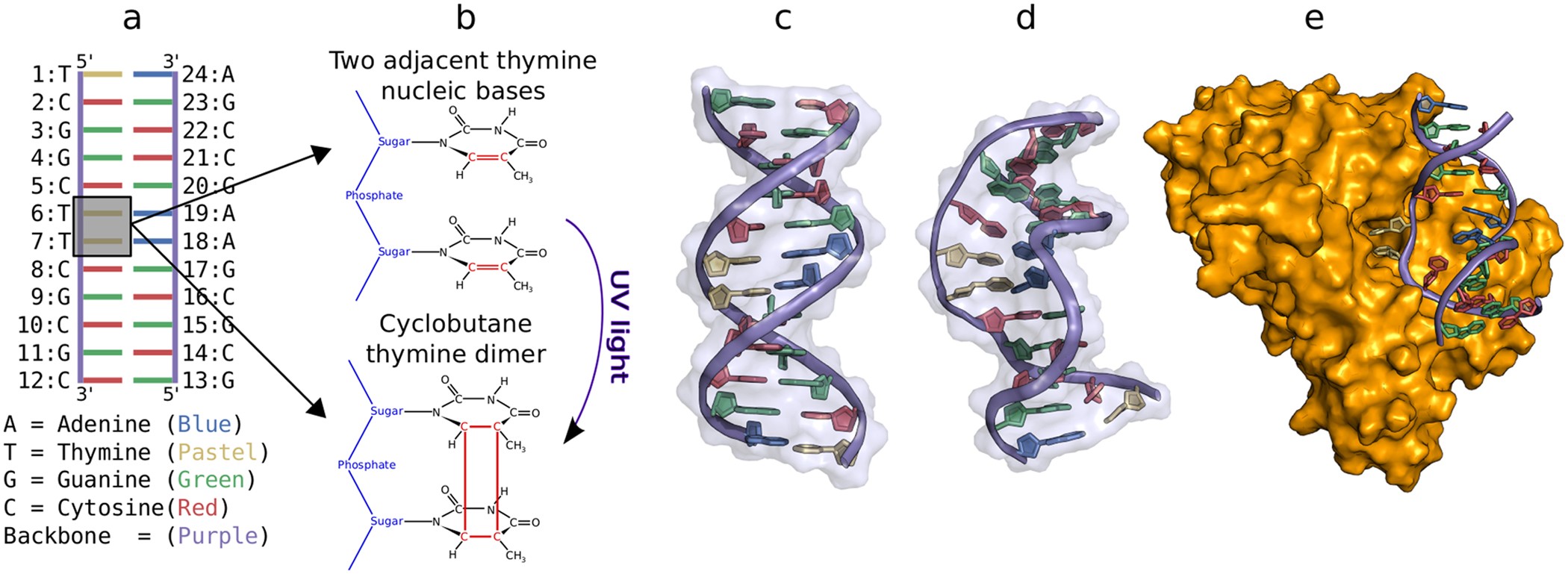 Both Dna Global Deformation And Repair Enzyme Contacts Mediate Flipping Of Thymine  Dimer Damage | Scientific Reports Both Dna Global Deformation And Repair Enzyme Contacts Mediate Flipping Of Thymine  Dimer Damage | Scientific Reports