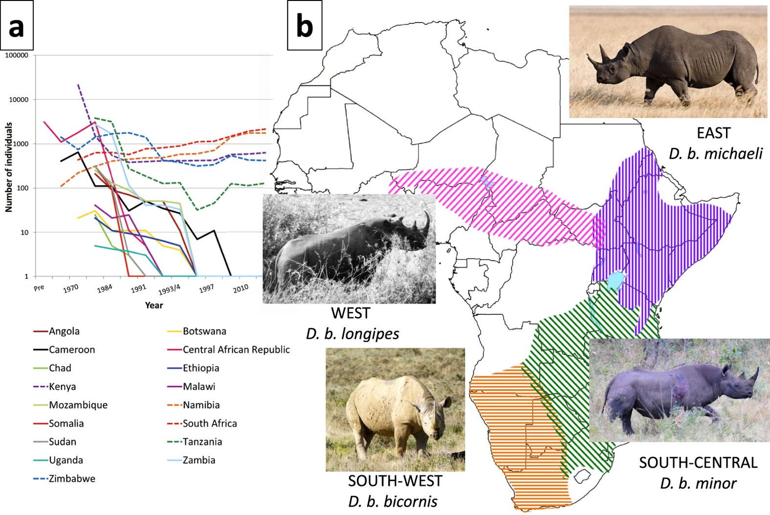 Extinctions, genetic erosion and conservation options for the black  rhinoceros (Diceros bicornis) | Scientific Reports