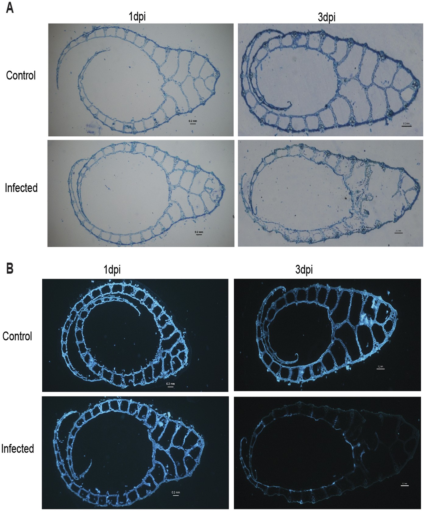 Alterations in rice chloroplast integrity, photosynthesis and metabolome  associated with pathogenesis of Rhizoctonia solani | Scientific Reports