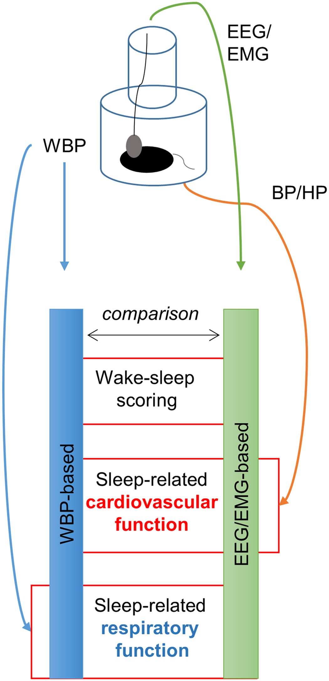 Accurate discrimination of the wake-sleep states of mice using non ...